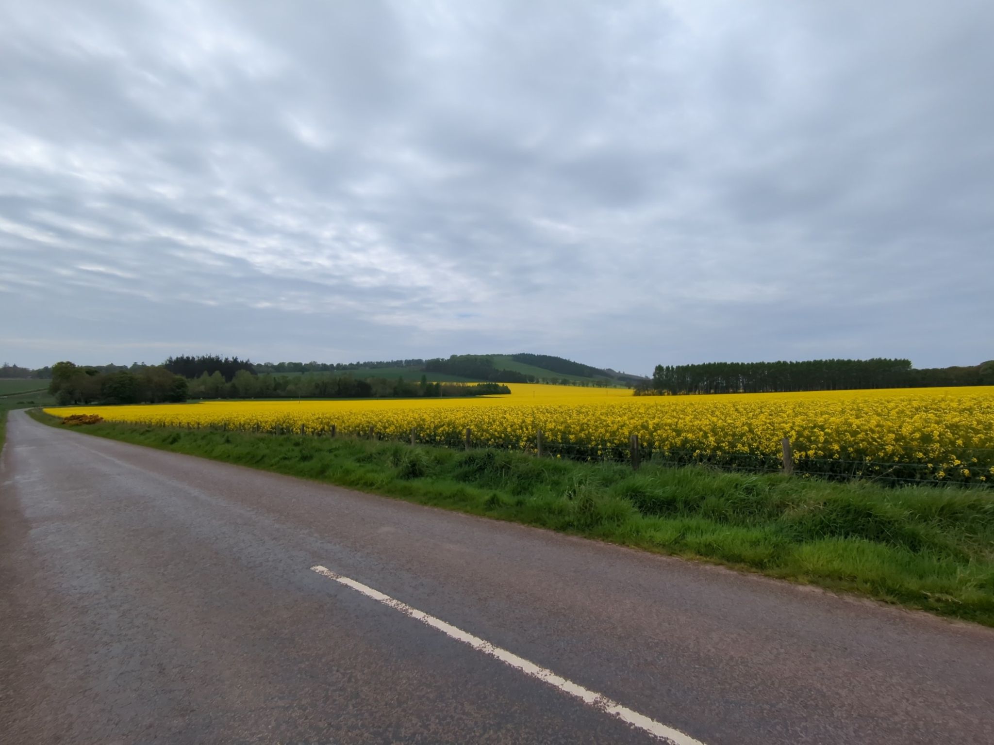 Acres of rape