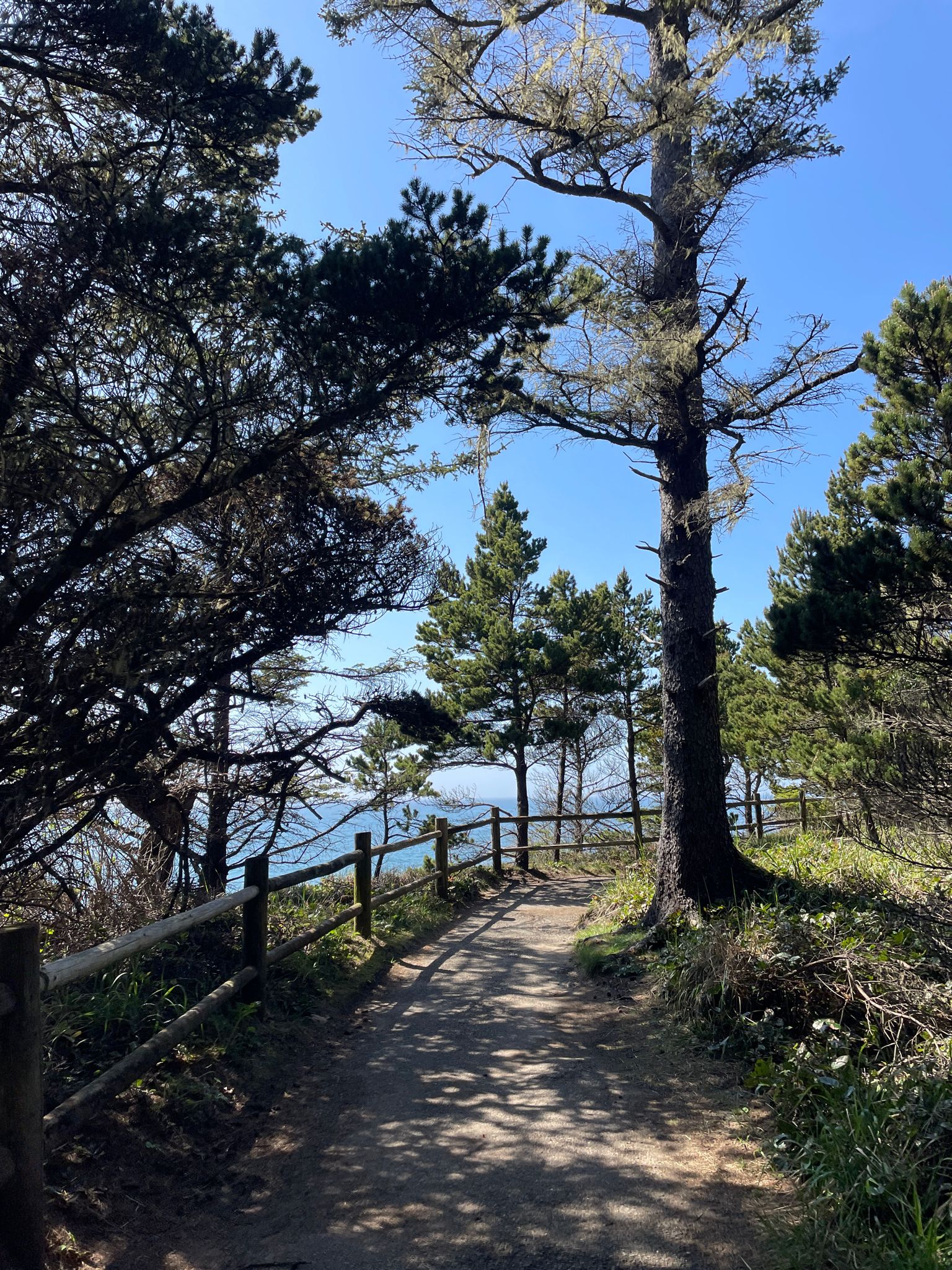 Sunny forest path with dappled light leading to an ocean view. - Cape Arago State Park loop via Sunset Bay