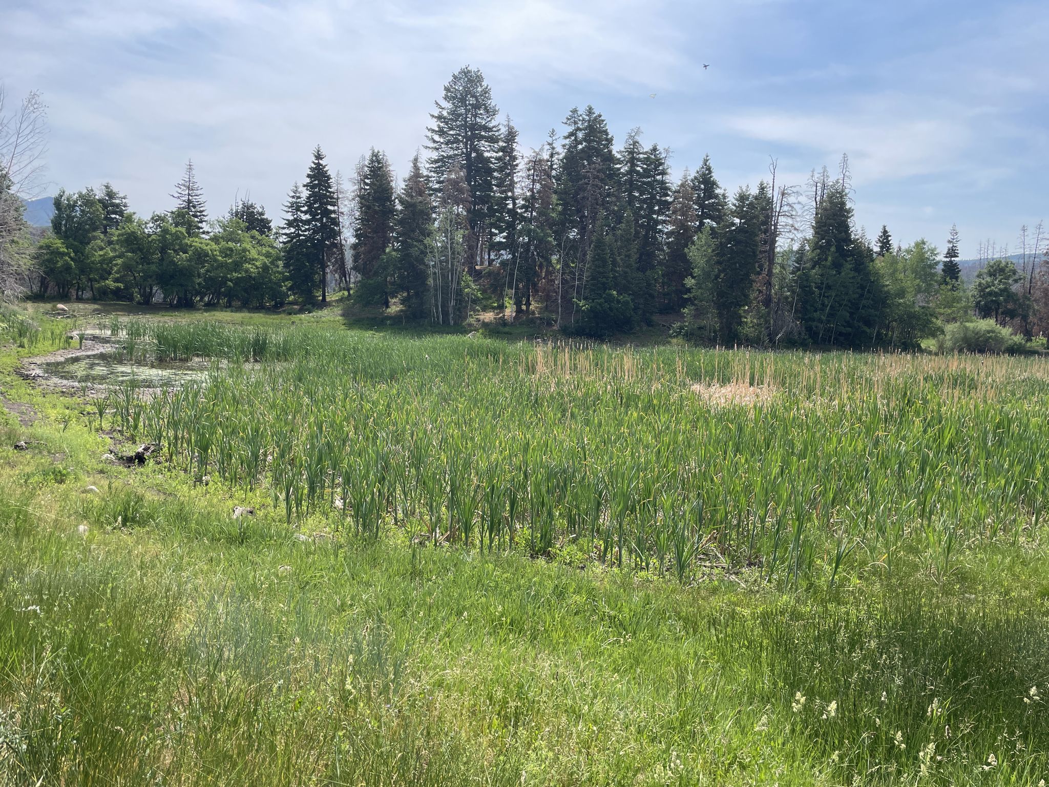 A vast green marsh with tall reeds under a bright, cloudy sky. - Red Lake Trail