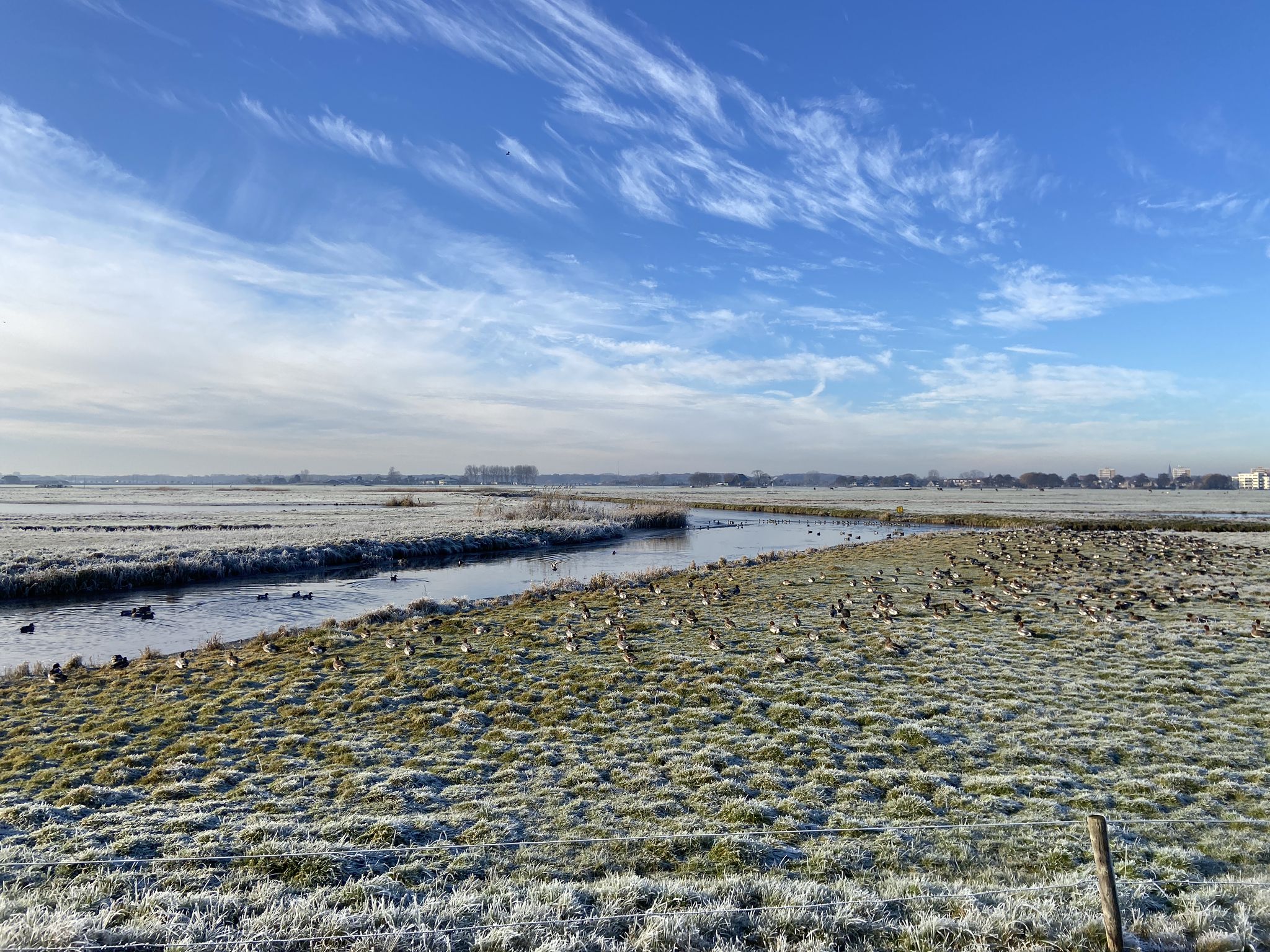 Gorgeous frost