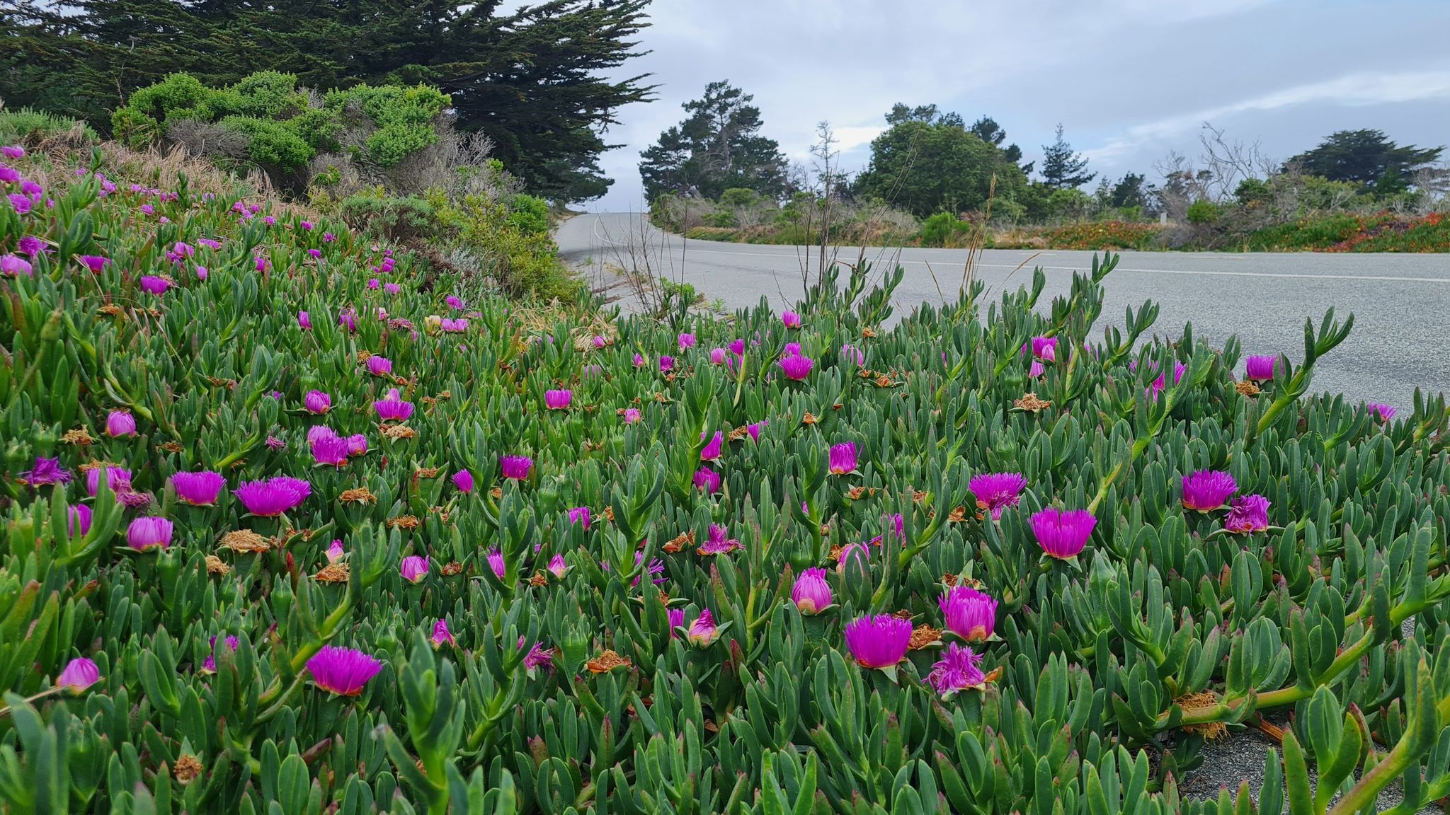 Vibrant pink flowers and green ground cover beside a paved road. - Fort Ord Dunes Trail