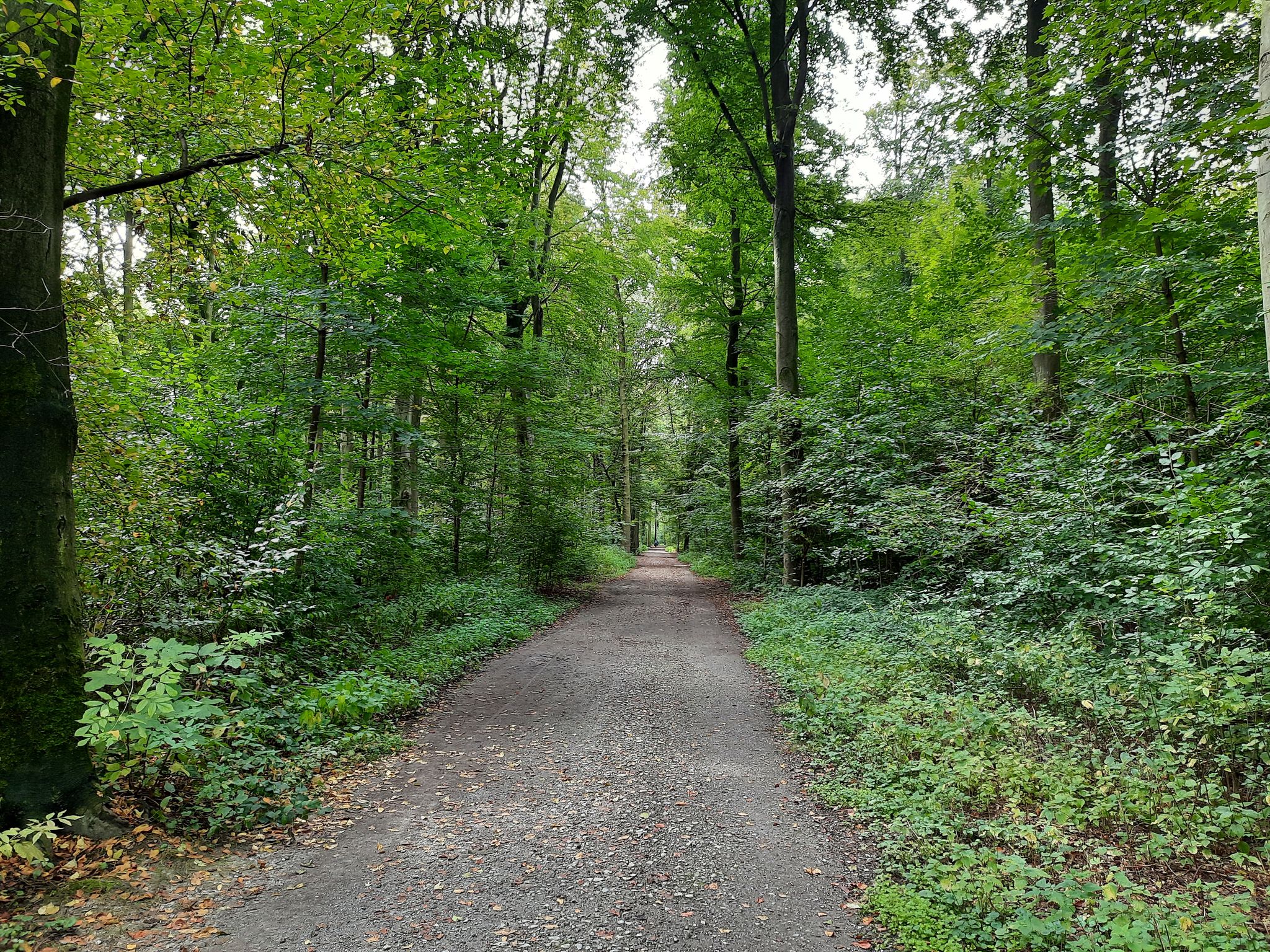 Forstwald