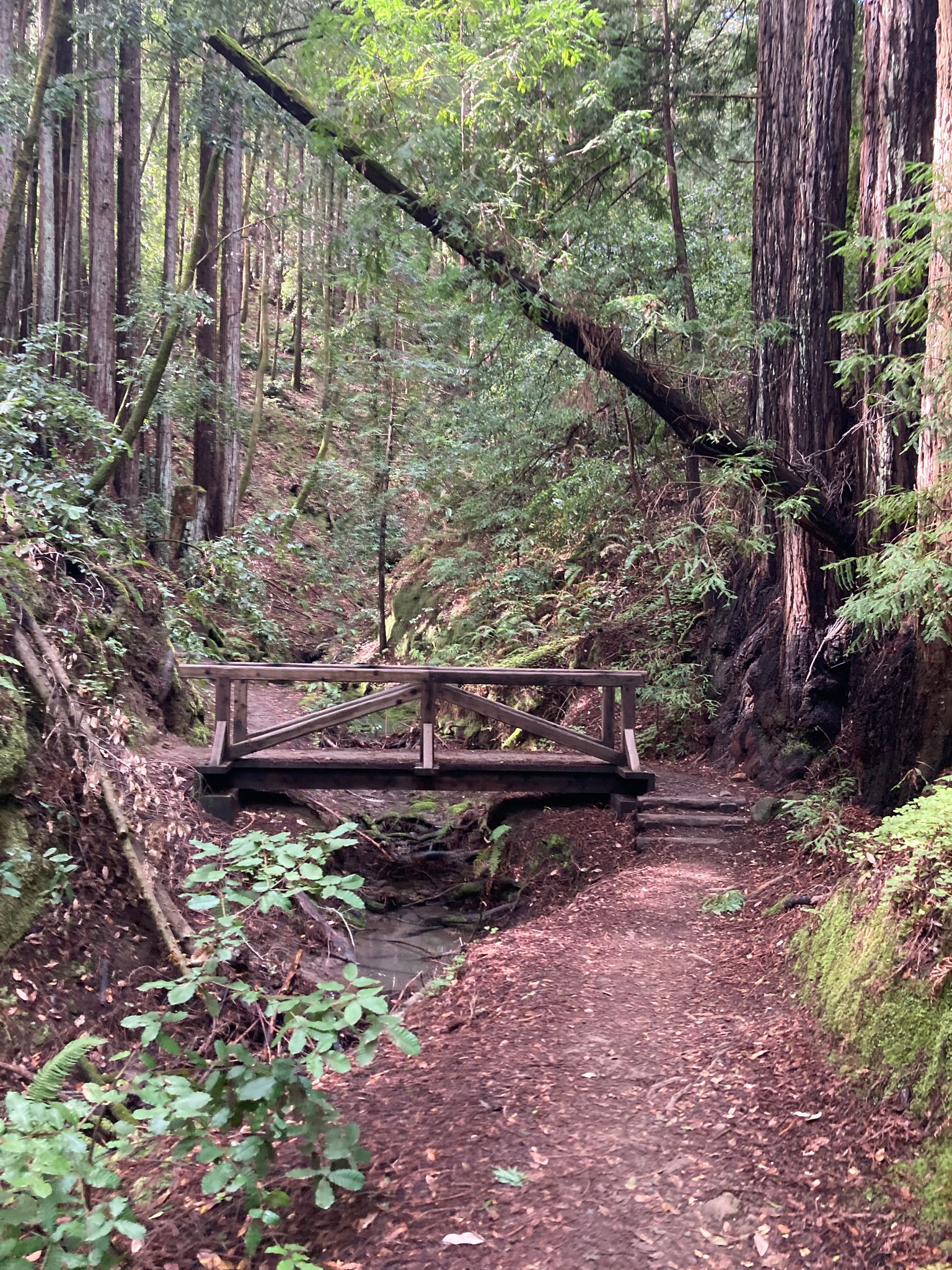 Wooden bridge over a small stream on a shaded forest path. - Wooden Bridge Over Aptos Creek – Tillman Grove loop from New Brighton State Beach
