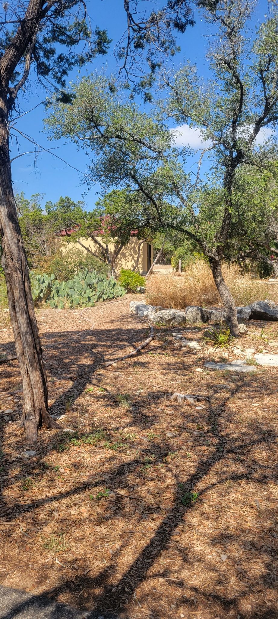 Bright sun illuminates trees, dry earth, and cacti, casting long shadows. - Medicine Wall – Eisenhower Park loop from Eisenhower Park