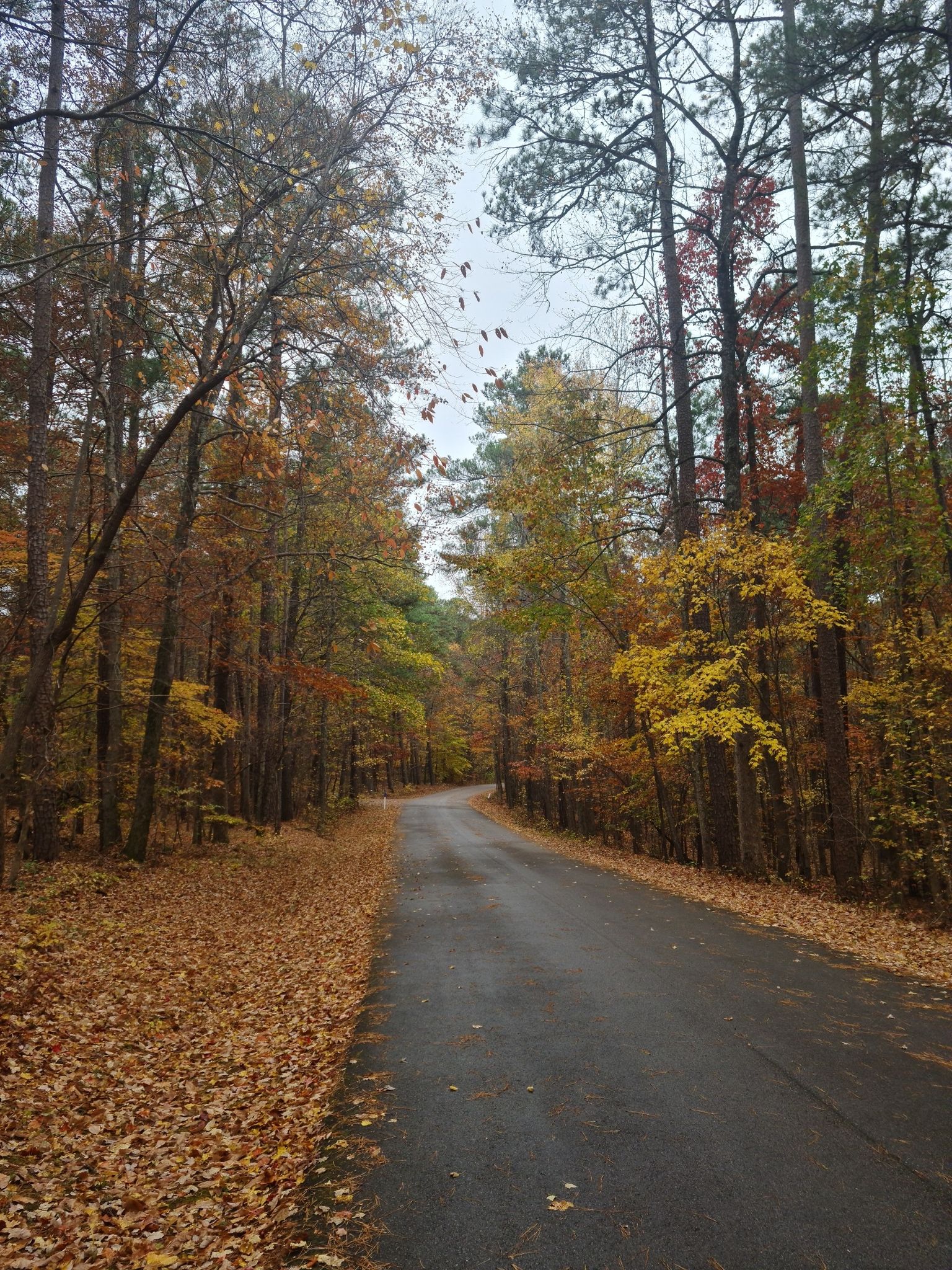 Paved road through a vibrant autumn forest with fallen leaves, overcast sky. - Company Mill Trailhead – Reedy Creek Multiuse Trail loop from Welcome to William B. Umstead State Park