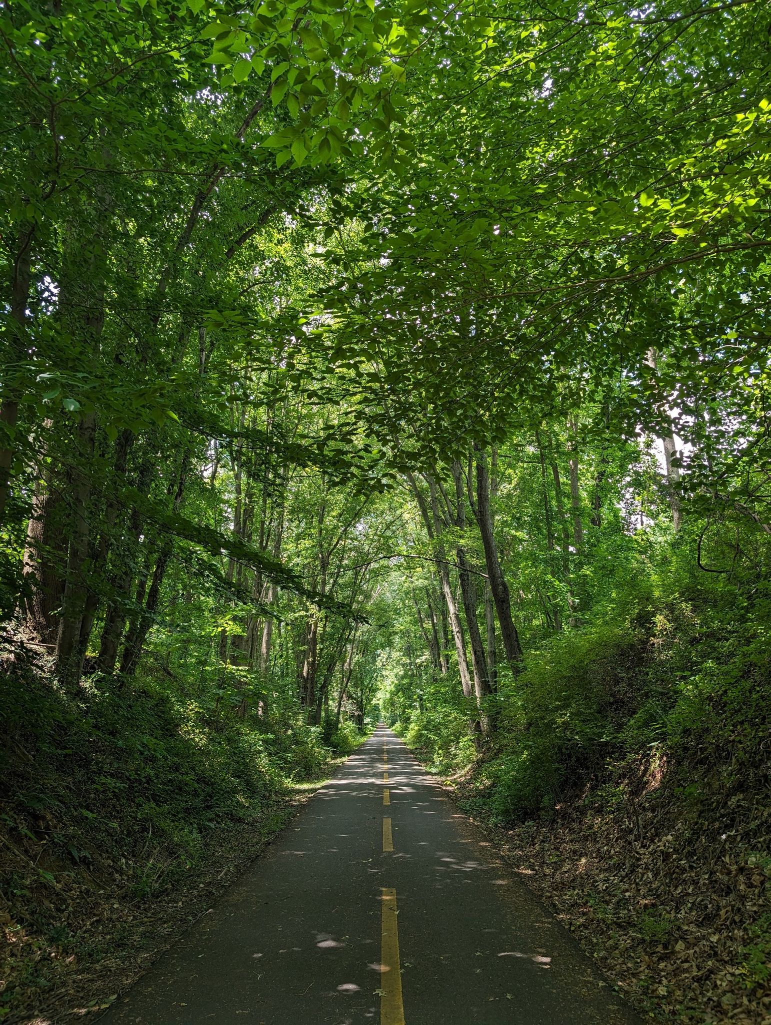Paved path with yellow lines through a lush, sun-dappled green forest tunnel. - Running loop from Clarke's Gap