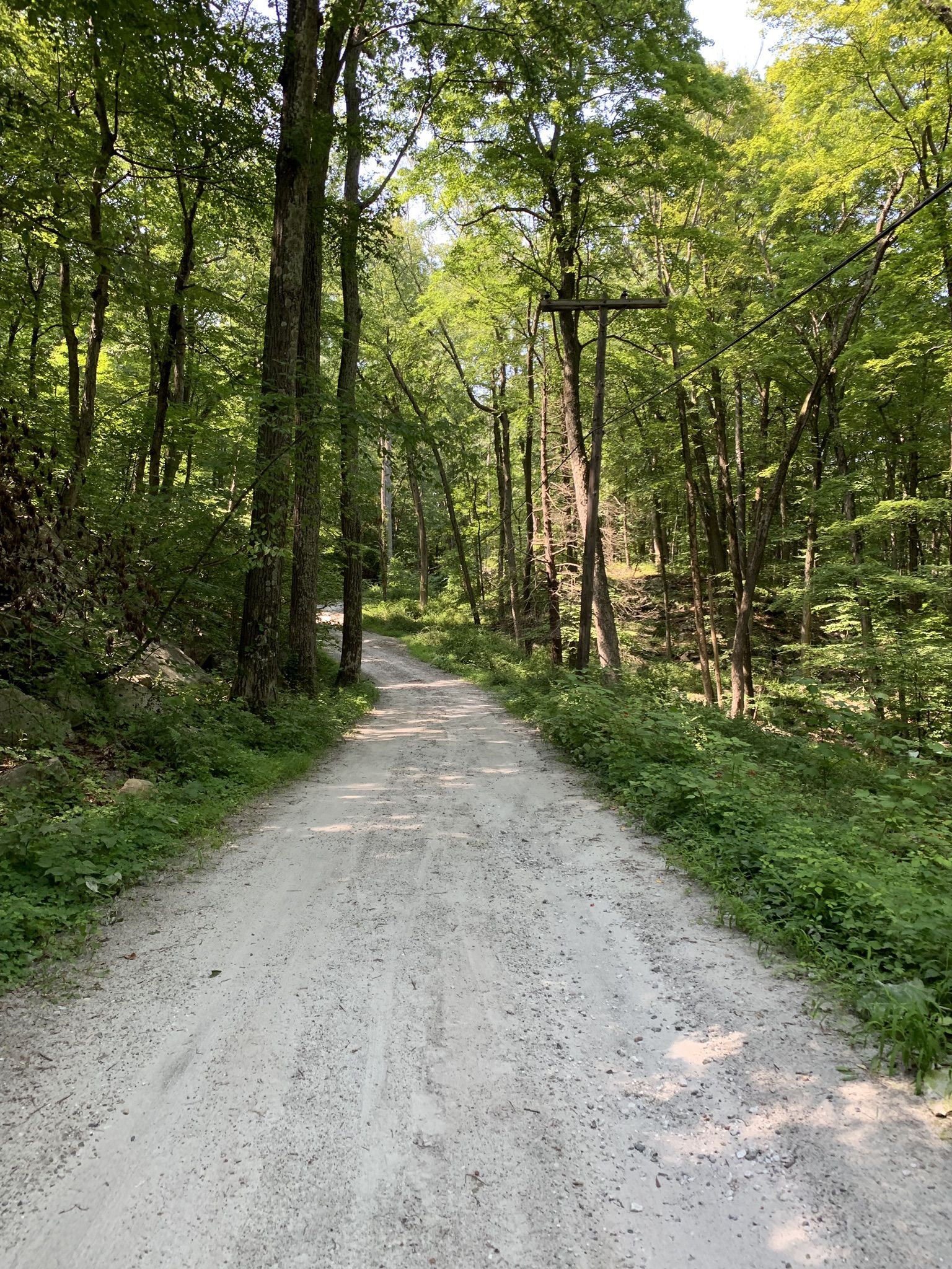 A sunlit dirt path through a dense forest with tall green trees. - Indian Brook Road - gravel – Sunken Mine Road loop from Garrison