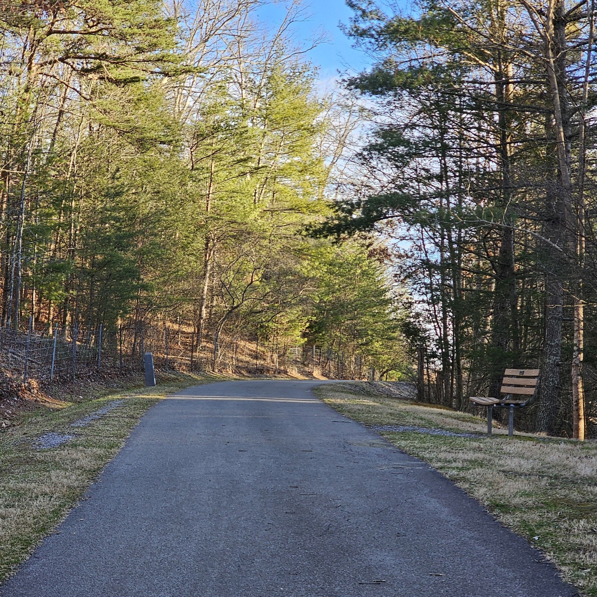 Sunny paved path through tall pine trees with a wooden bench. - Train Bridge loop from Mid-County Park
