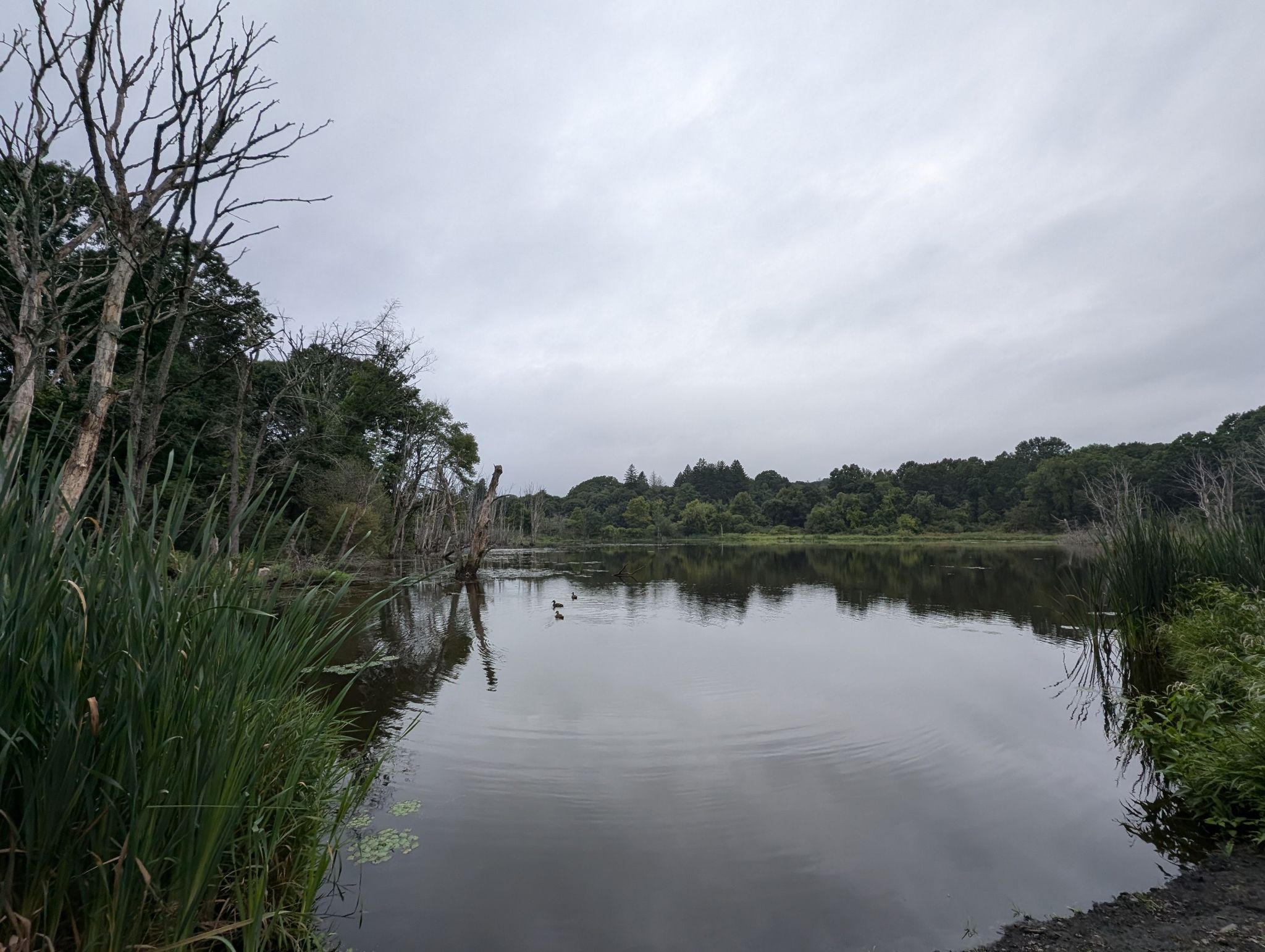 Calm pond with reeds, dead trees, and ducks under a grey sky. - Beaver Brook North Reservation loop from Beaver Brook Reservation