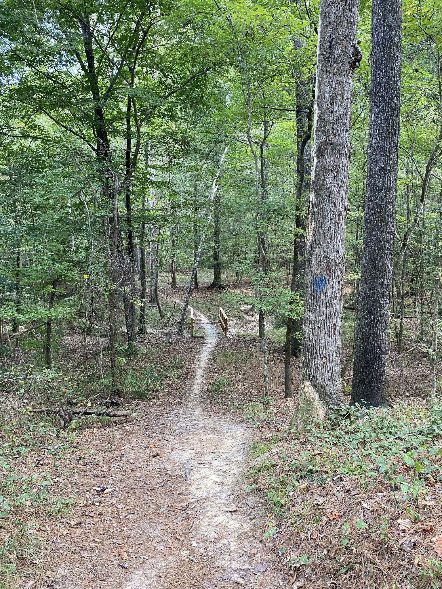 A winding dirt path leads through a lush green forest to a small bridge. - Civil War Hill Trail