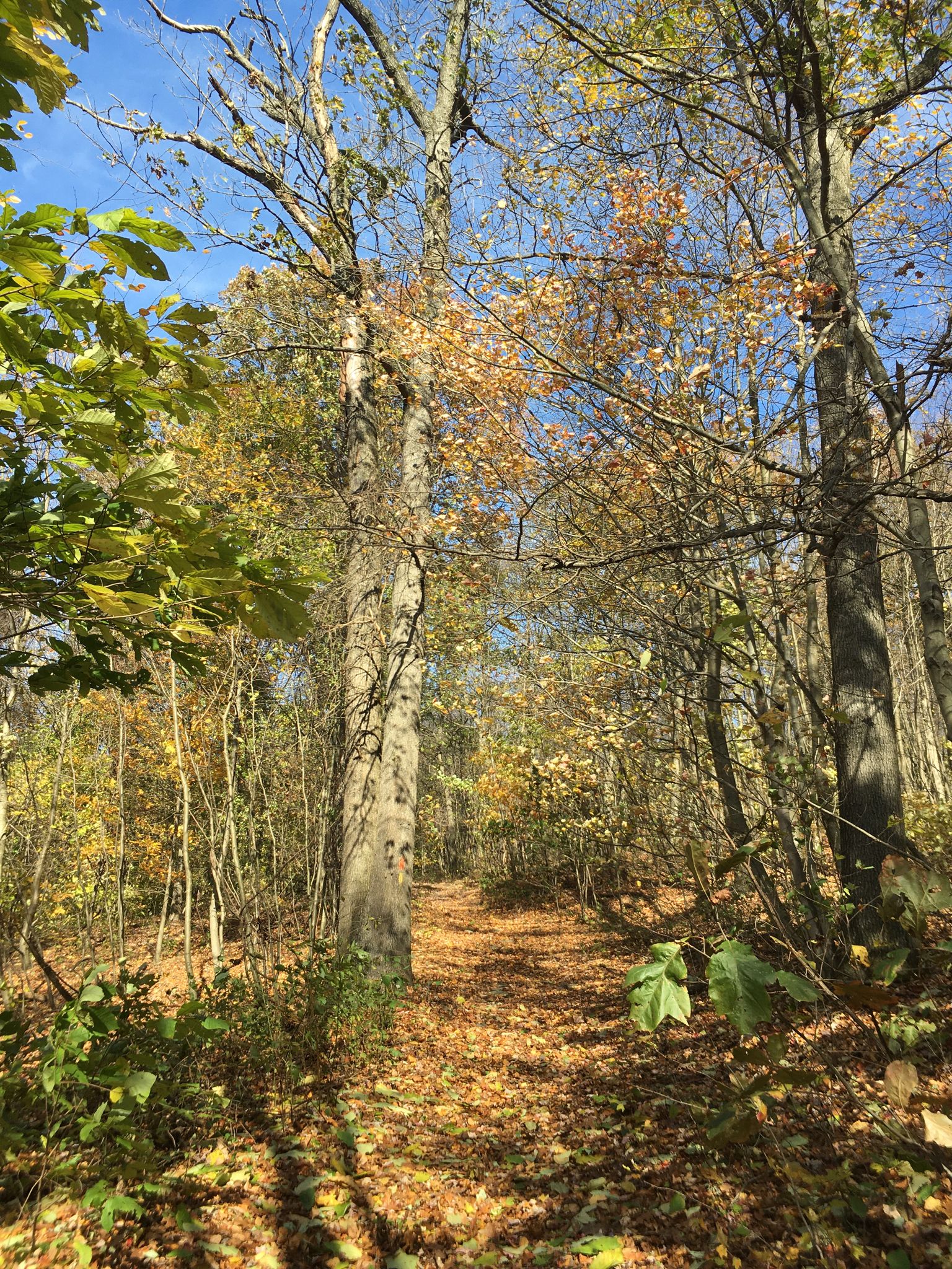 A forest path covered in autumn leaves, surrounded by trees. - Pinnacle Overlook Loop