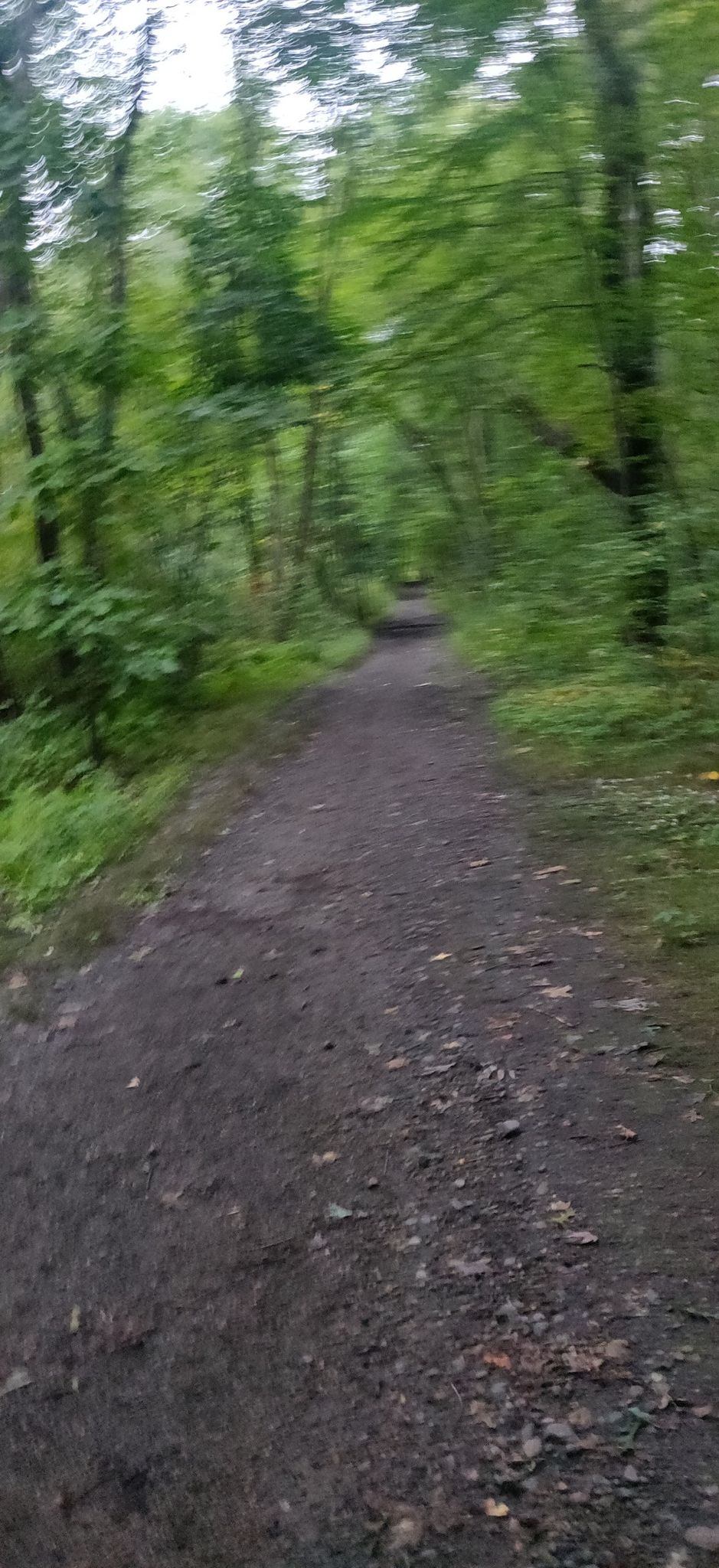 Blurry dirt path winding through a dense, green, shaded forest. - Rock Meadow Conservation Area – Beaver Brook North Reservation loop from Beaver Brook Reservation