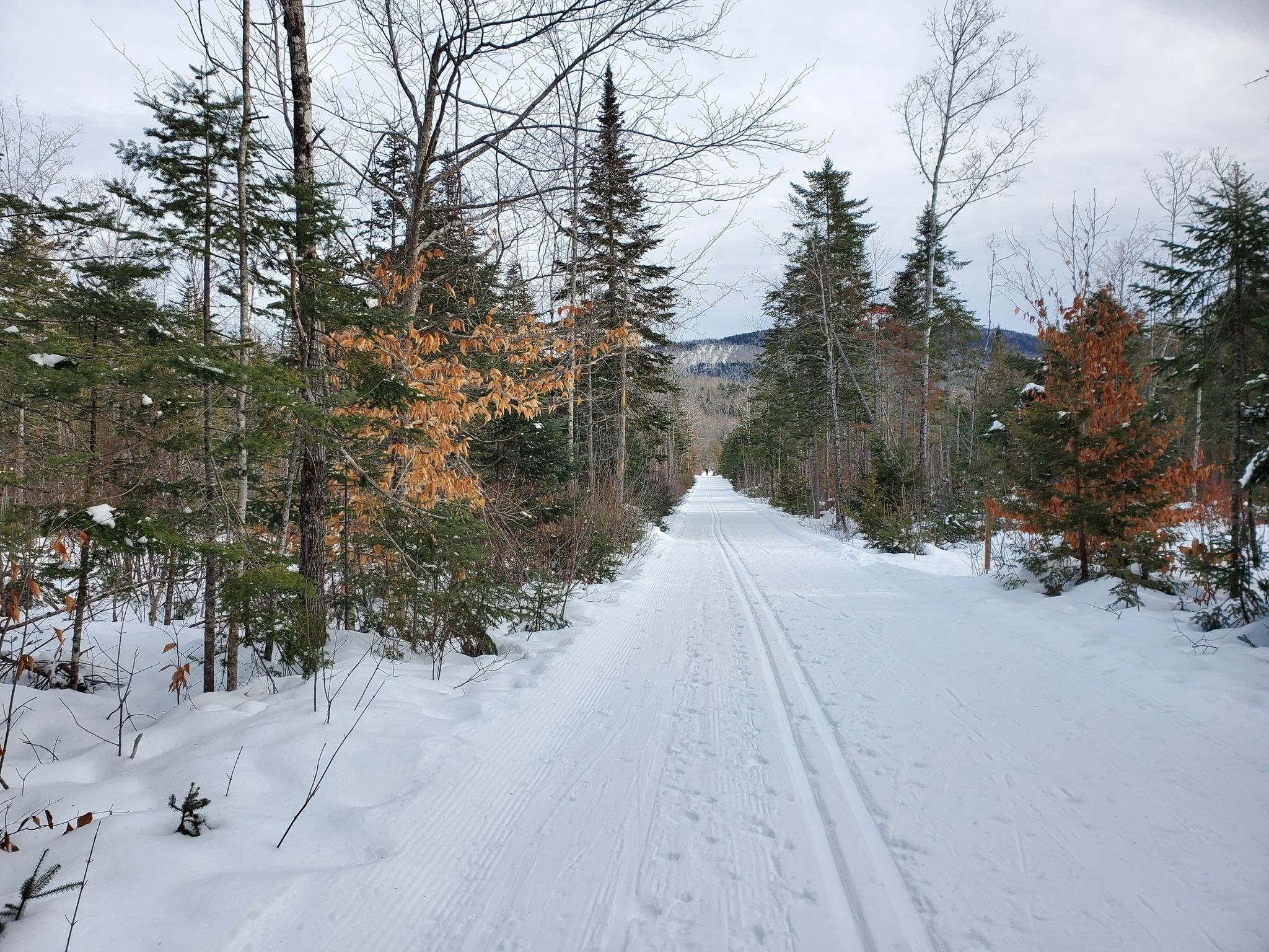 Straight snowy path with ski tracks through a winter forest under cloudy skies. - Sugarloaf Mountain loop from Parking Lot Lower F