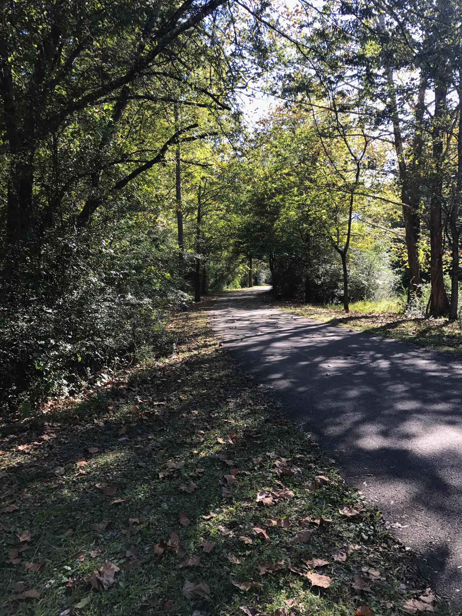 Paved path winding through a lush green forest with dappled sunlight. - Noah Bike Trail Loop