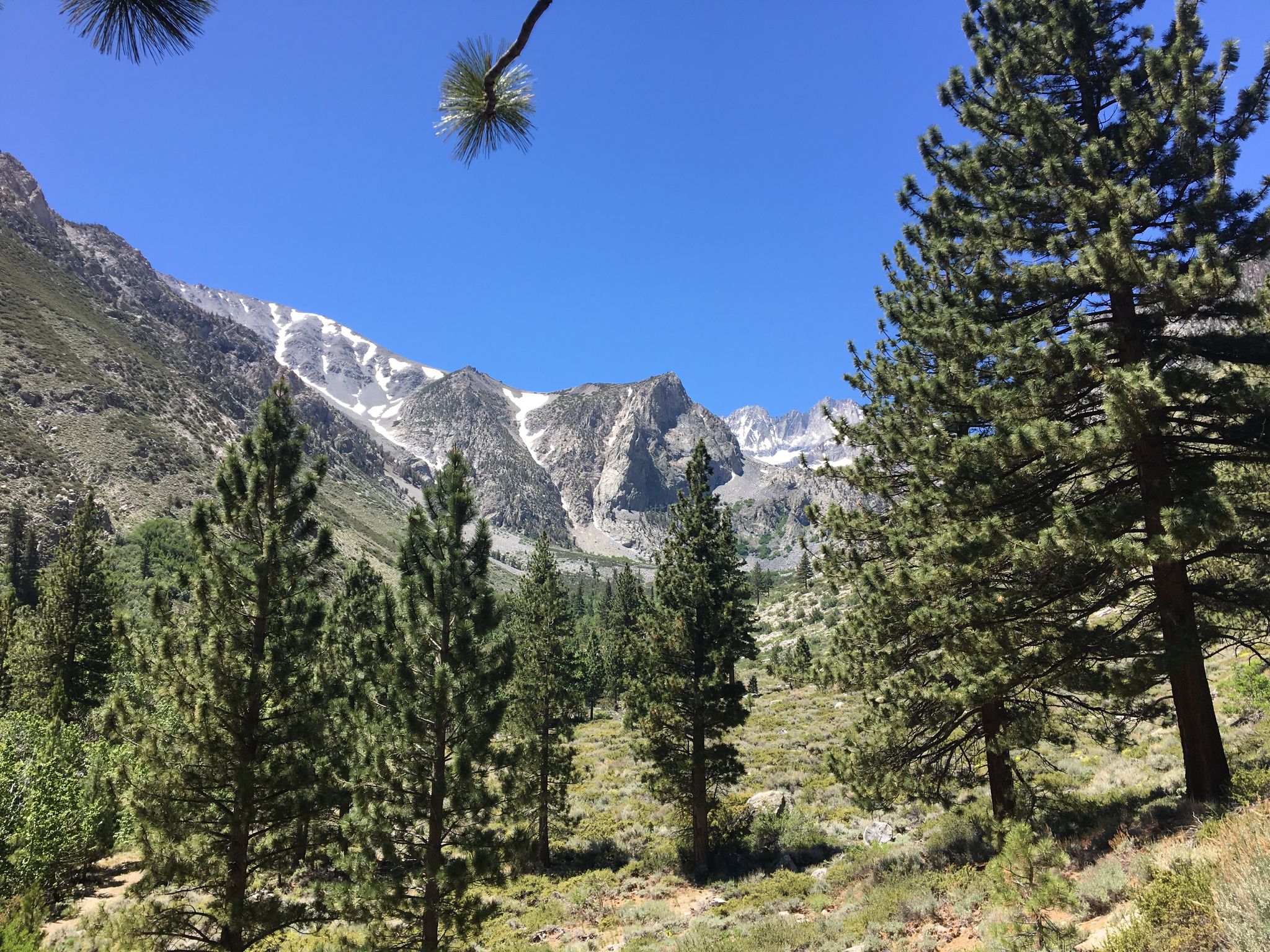 Sunny mountain landscape with snow-capped peaks and tall pine trees. - Big Pine Creek Campground and Glacier Lodge Loop Trail