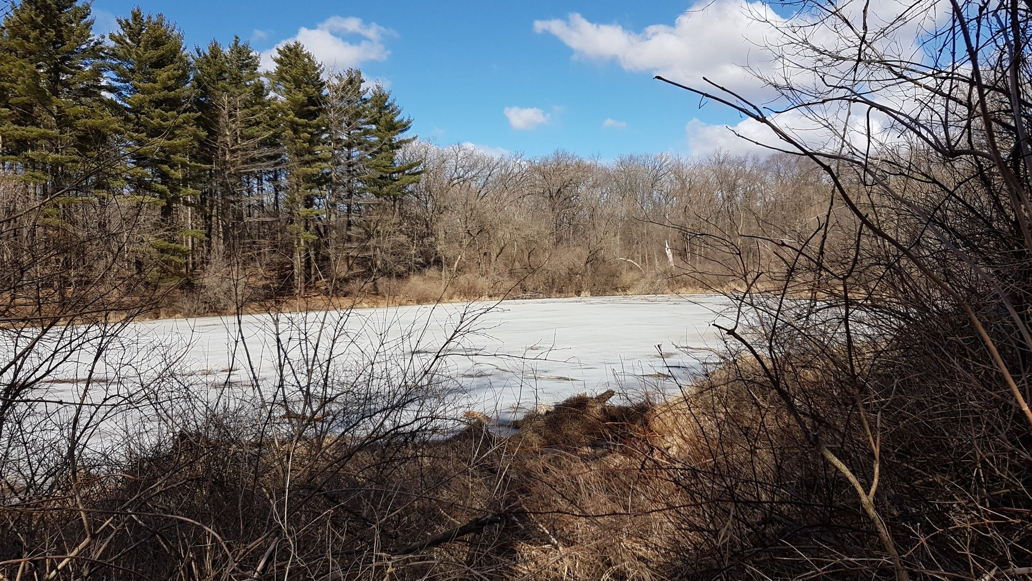 Frozen water body bordered by bare trees and pine forest under blue sky. - John Muir Blue Loop