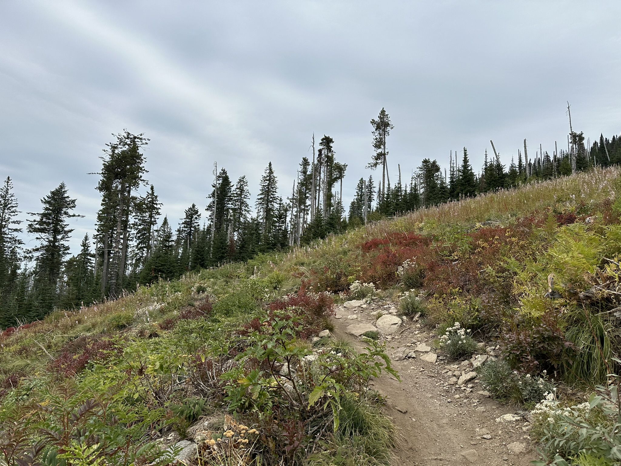 A dirt path winds up a grassy, tree-lined hillside under a cloudy sky. - Mount Kit Carson Loop Road, Trail 140 and Trail 110 Loop