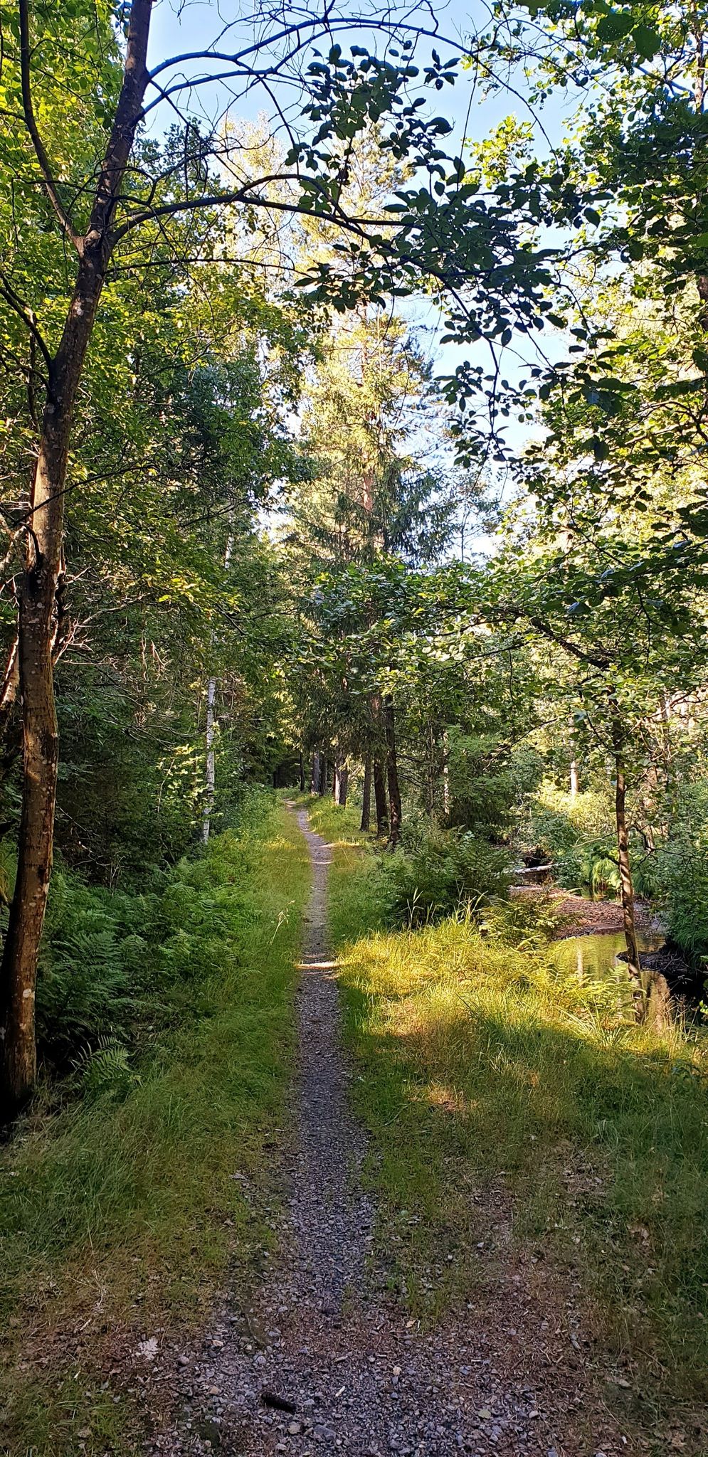 Waldweg