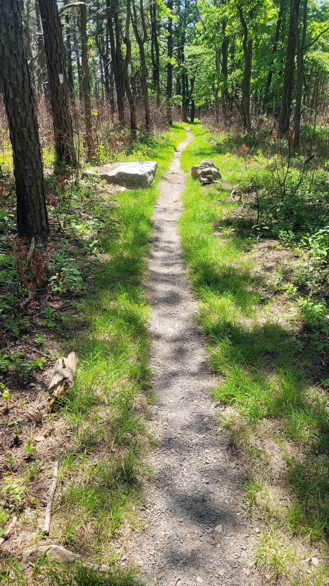 A narrow dirt path leads through a sun-dappled green forest with tall trees. - Appalachian Trail: Big Flat Tower to Tom's Run Shelter