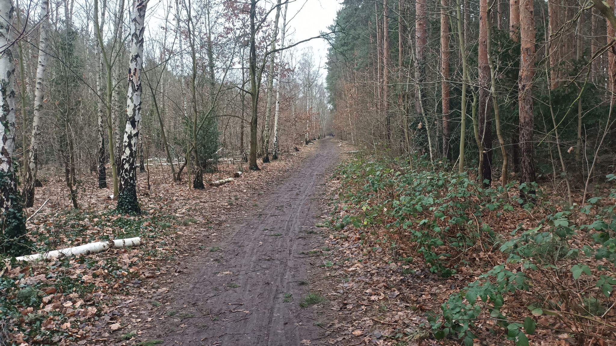Köllnische Heide