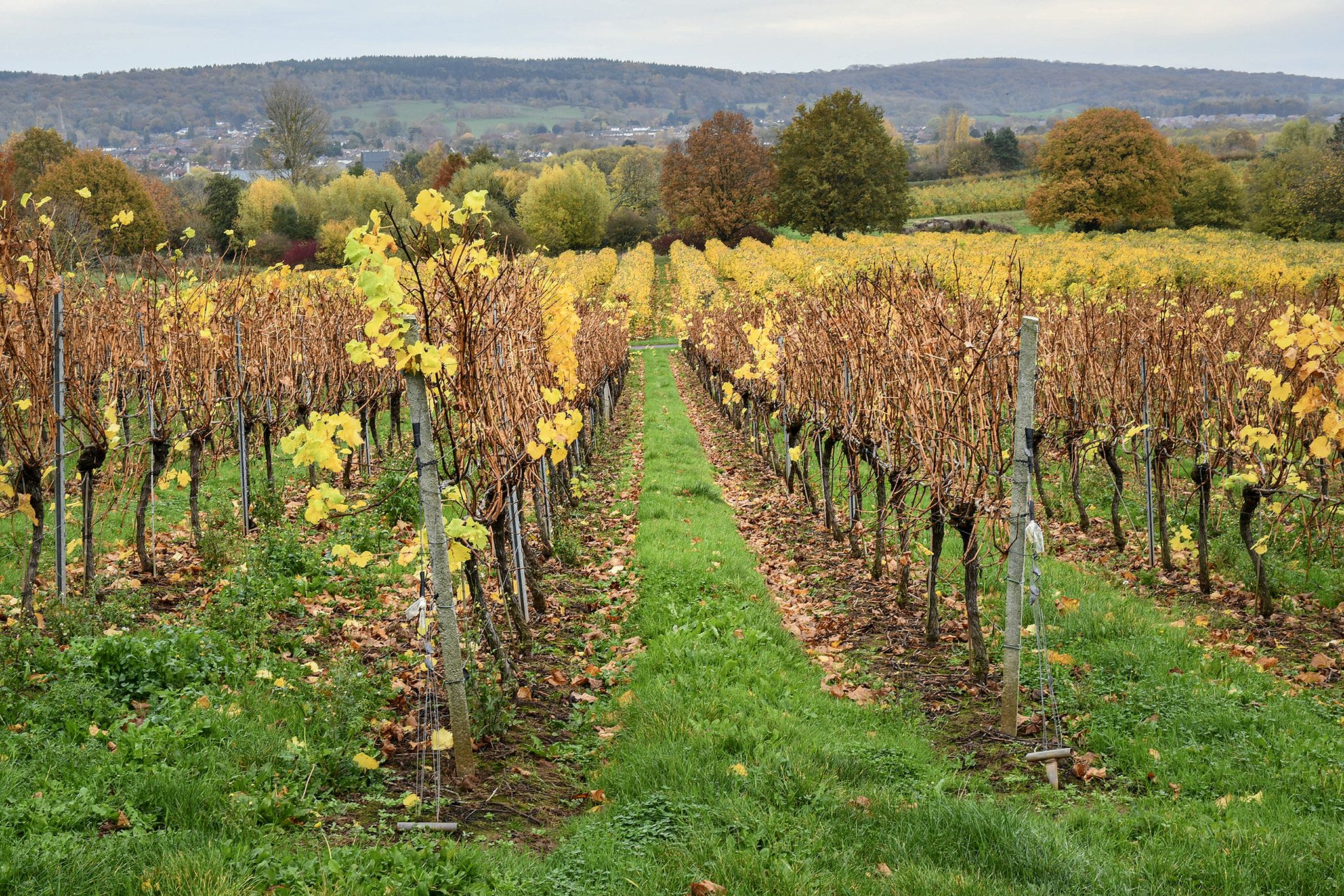 Vineyard