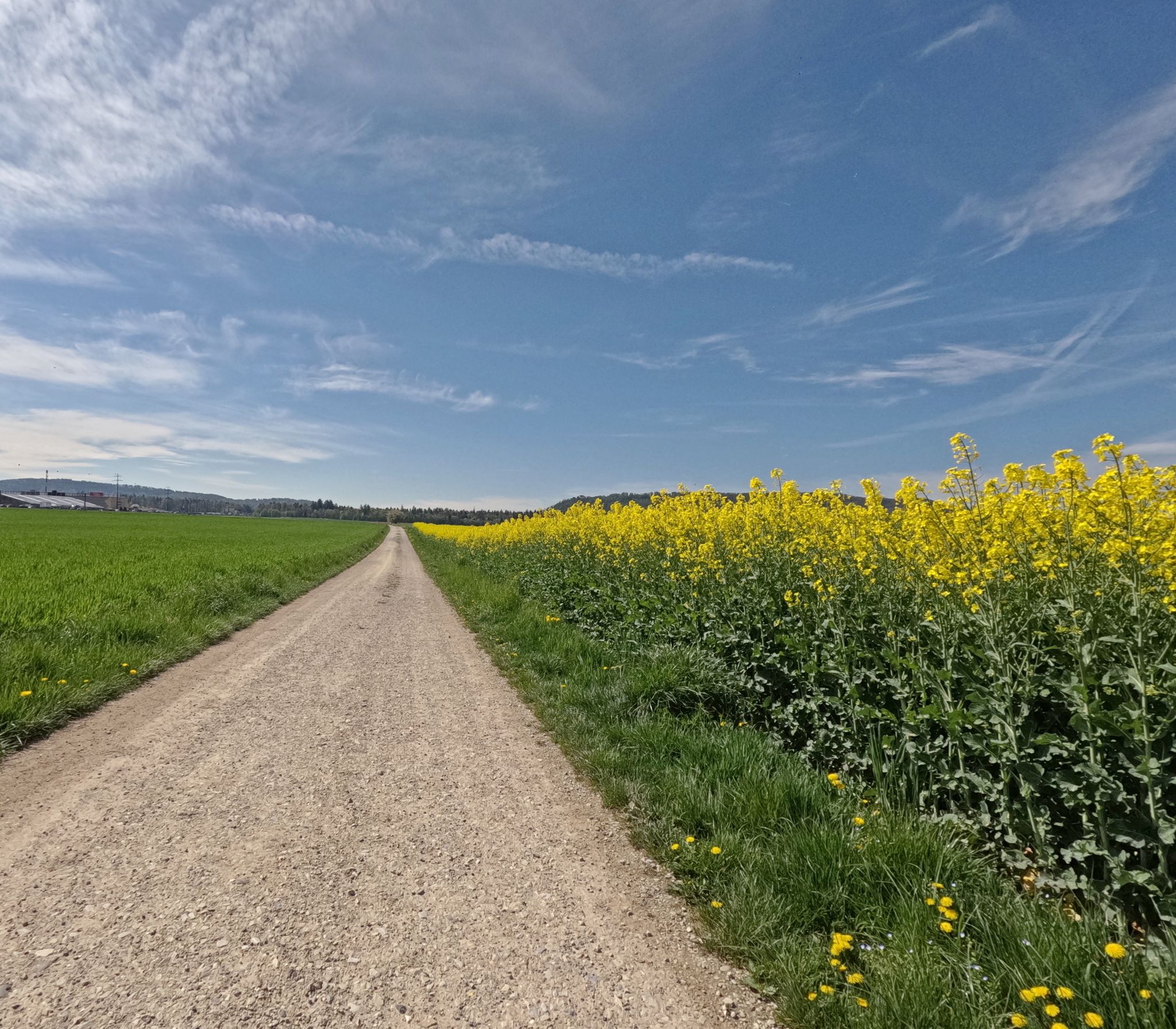 Der Raps dominiert aktuell die Felder