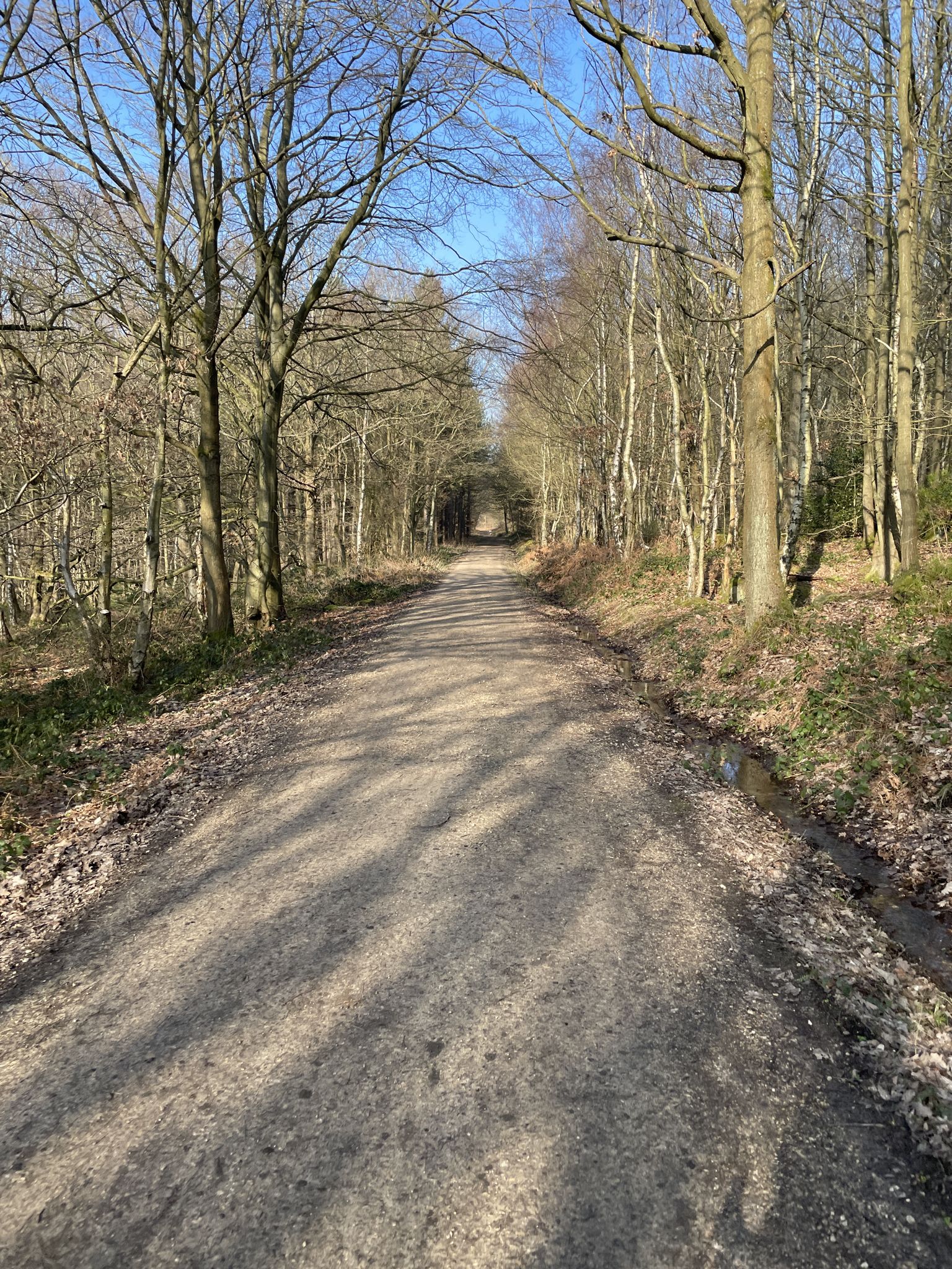 Dream Trail