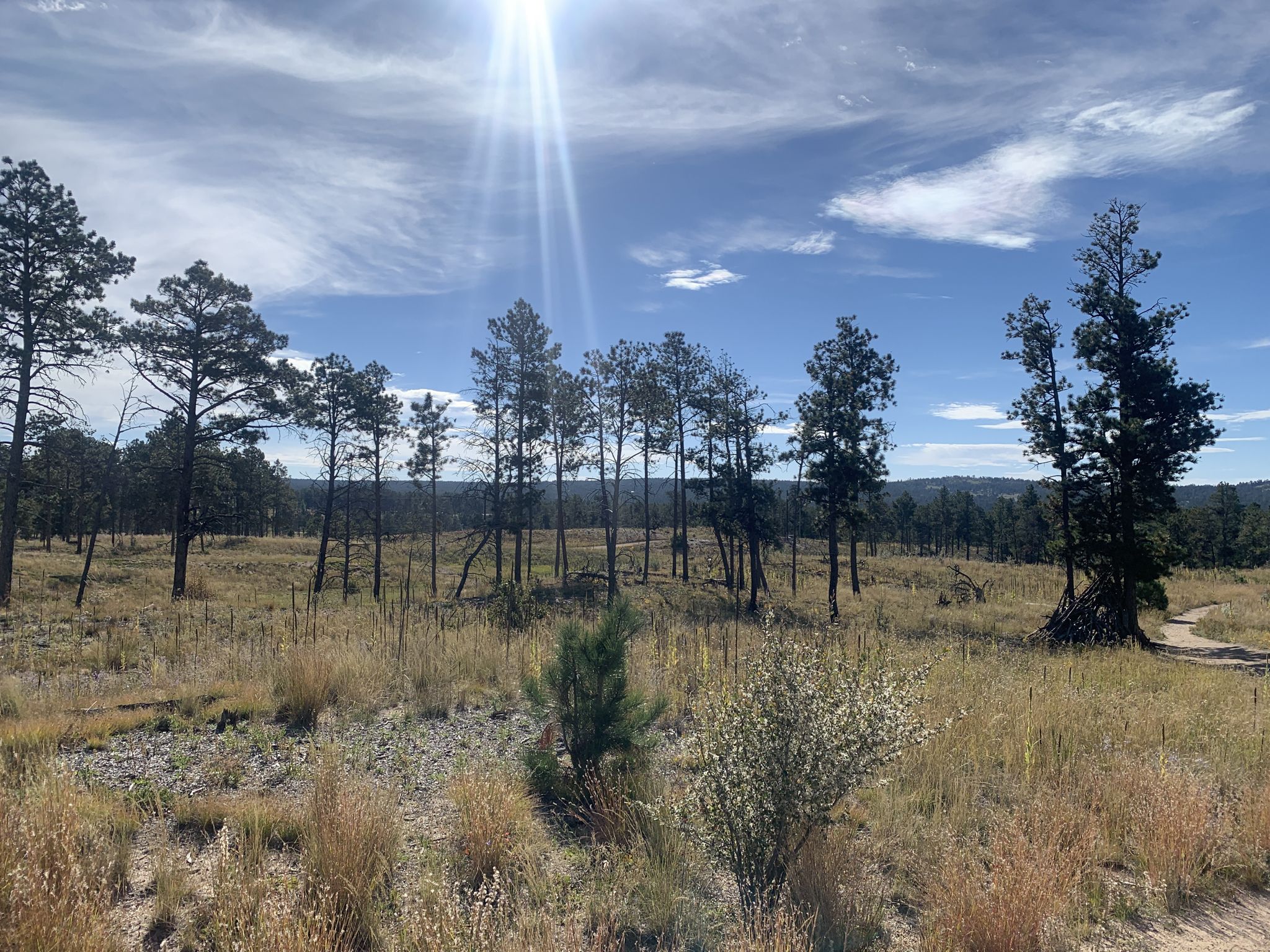 Sunny, open landscape with scattered pine trees and dry grass under a bright sky. - Black Forest Regional Park loop run