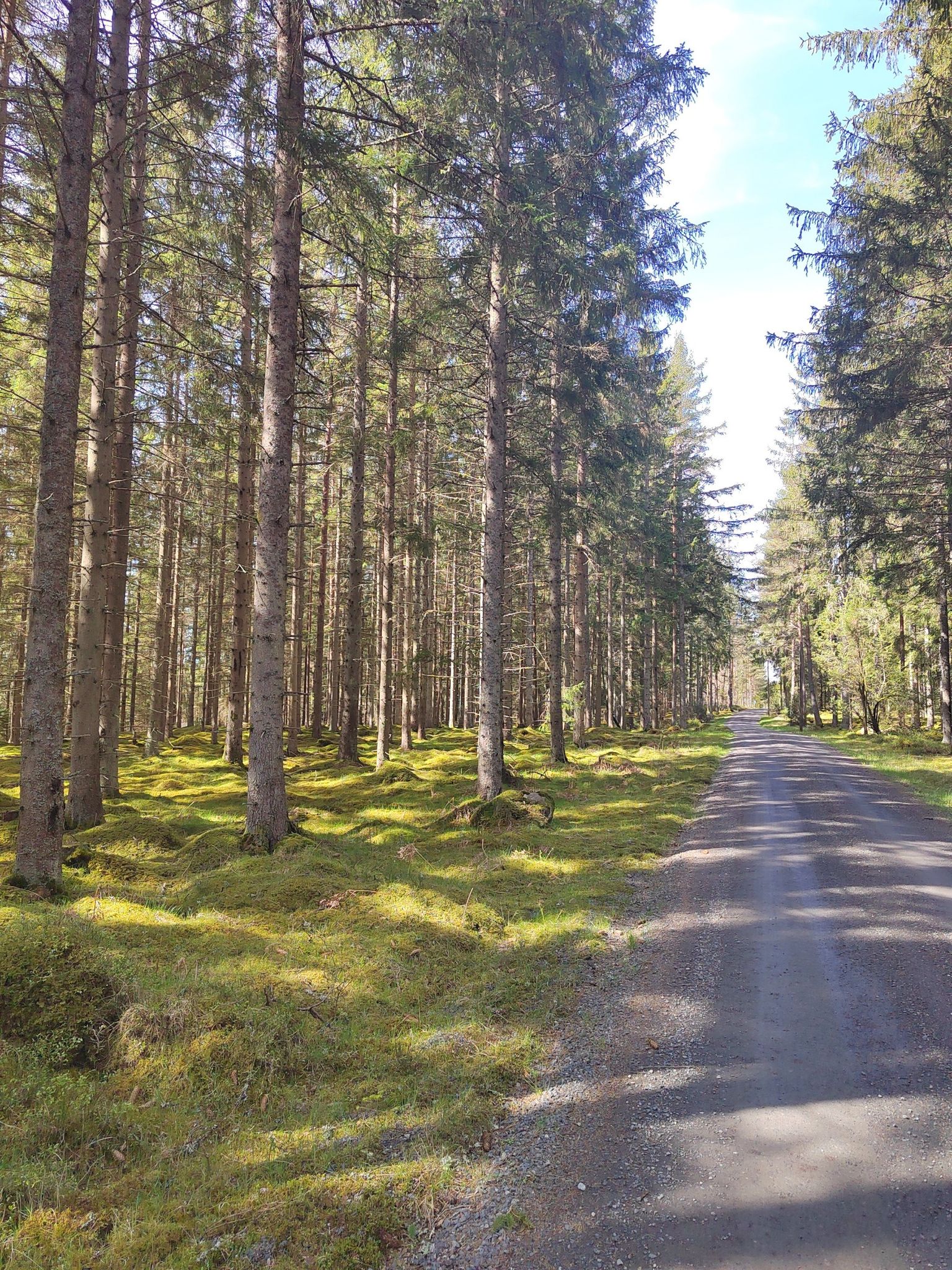 schöner Waldweg, besonders im Frühjahr