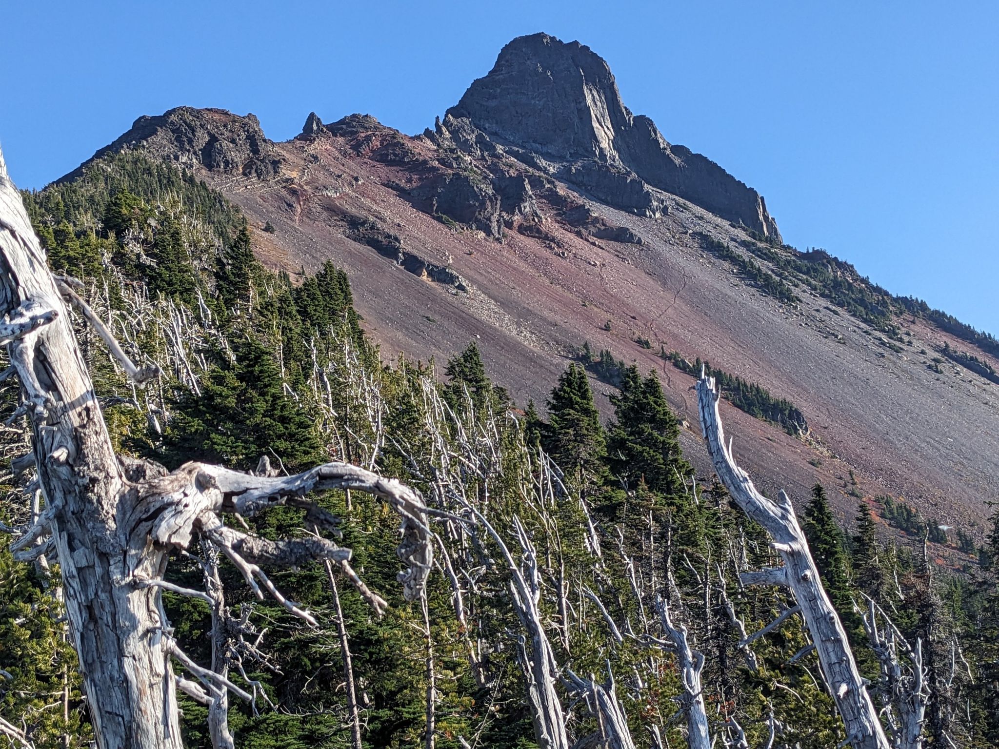A rugged mountain peak rises above a forest with dead trees in the foreground. - Mount Washington via Pacific Crest Trail