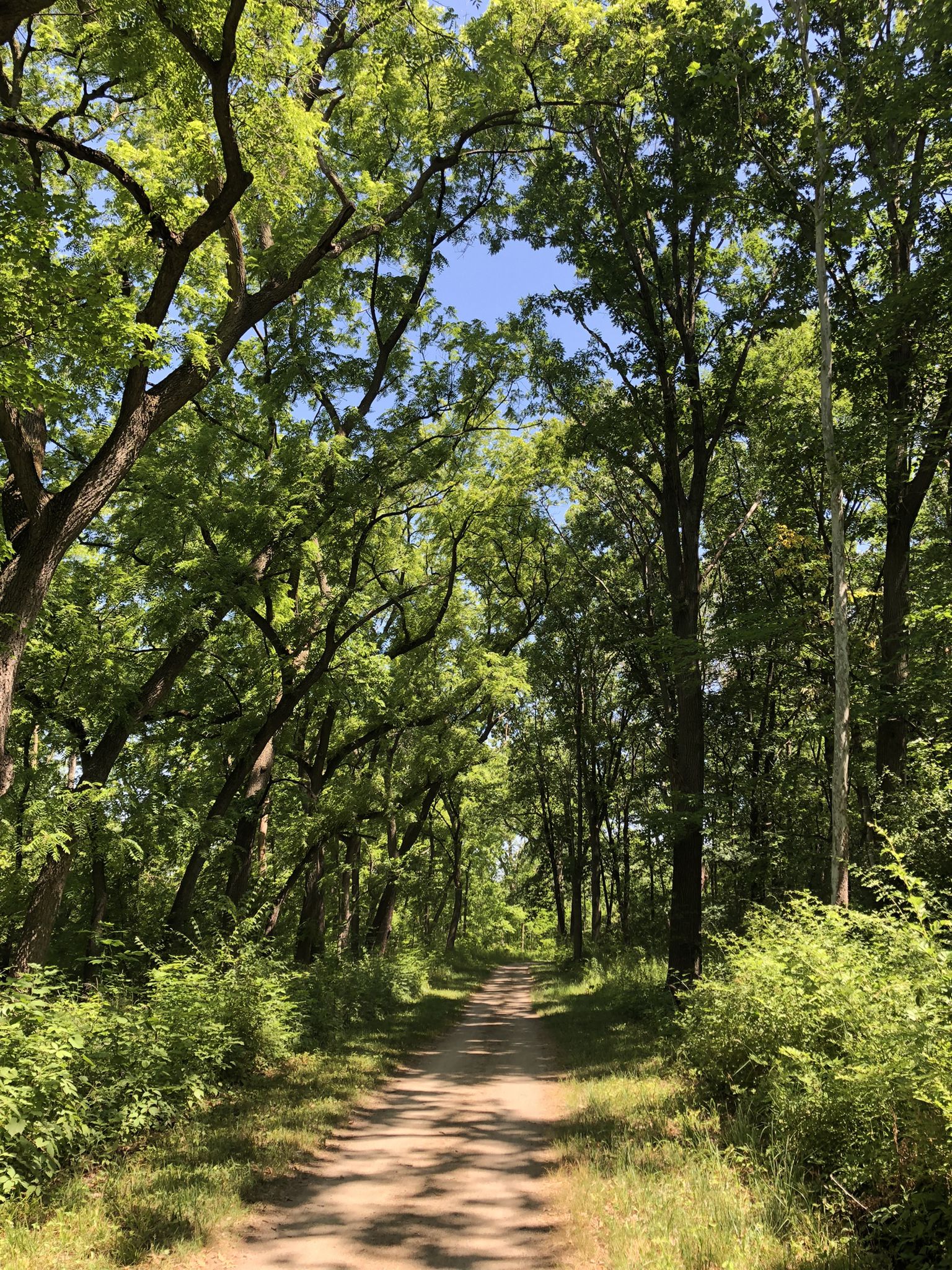 Shaded dirt path through a dense green forest on a sunny day. - Des Plaines River Trail – Catherine Chevalier Woods loop from Dee Road