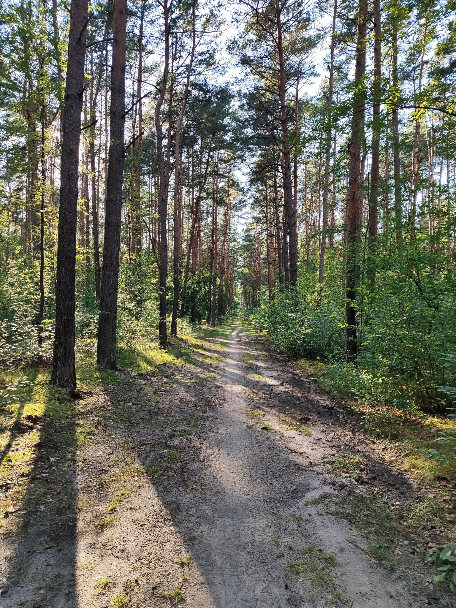 leśna droga