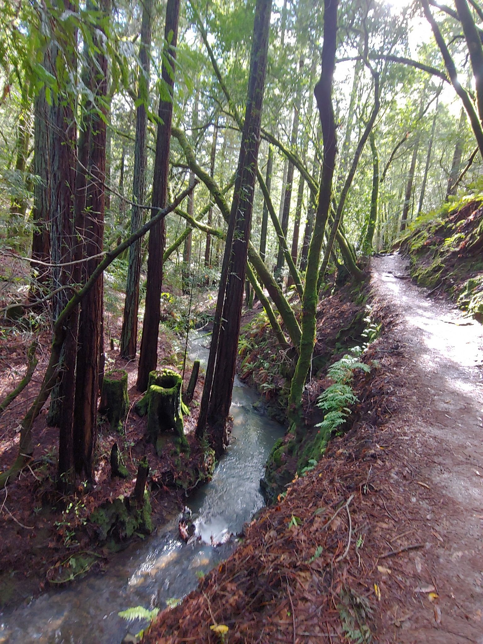 A dirt path runs alongside a flowing stream in a sunlit forest. - Dawn Falls Trail – Dawn Falls Trail loop from Larkspur