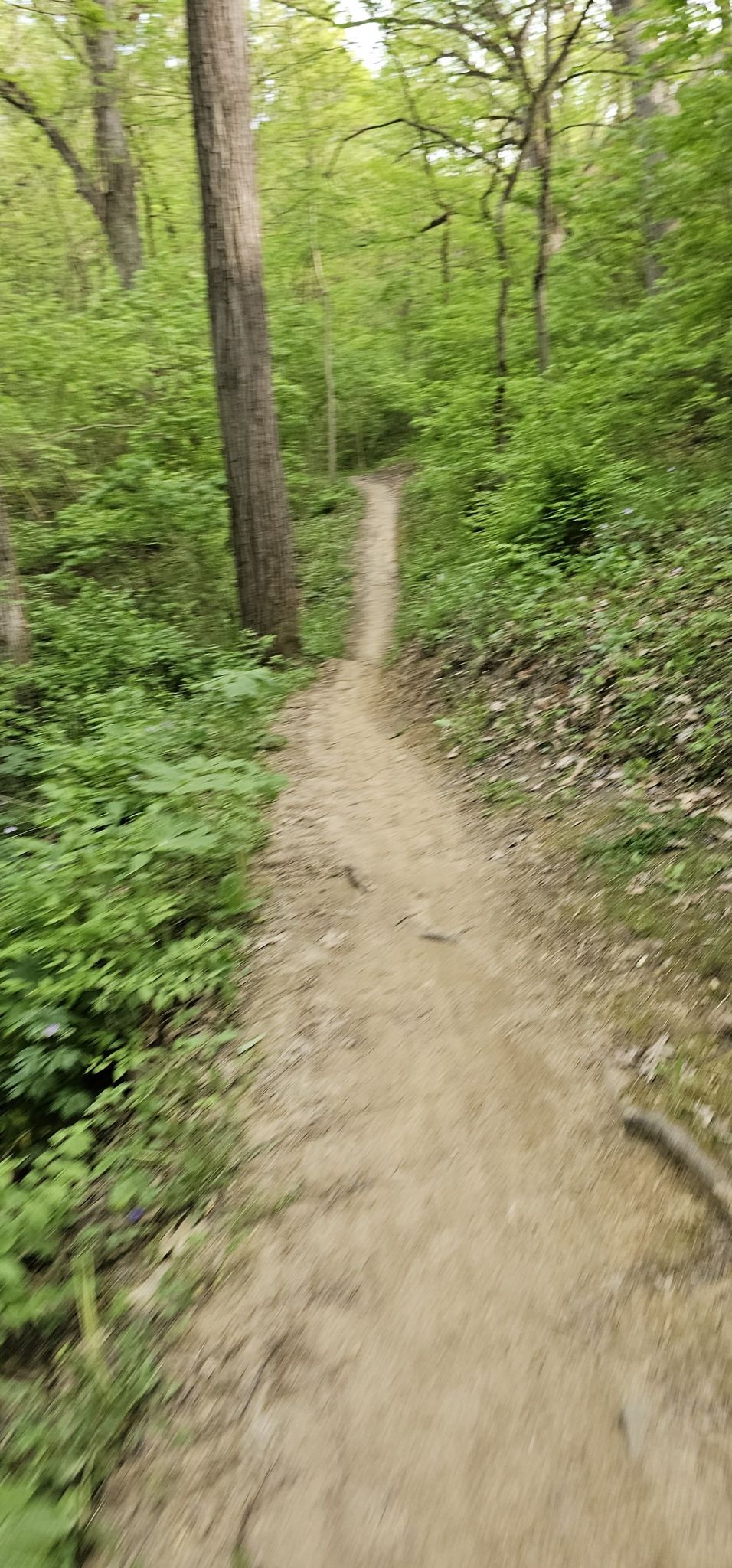 A narrow dirt path winding uphill through a dense green forest. - Yellow West Single Track