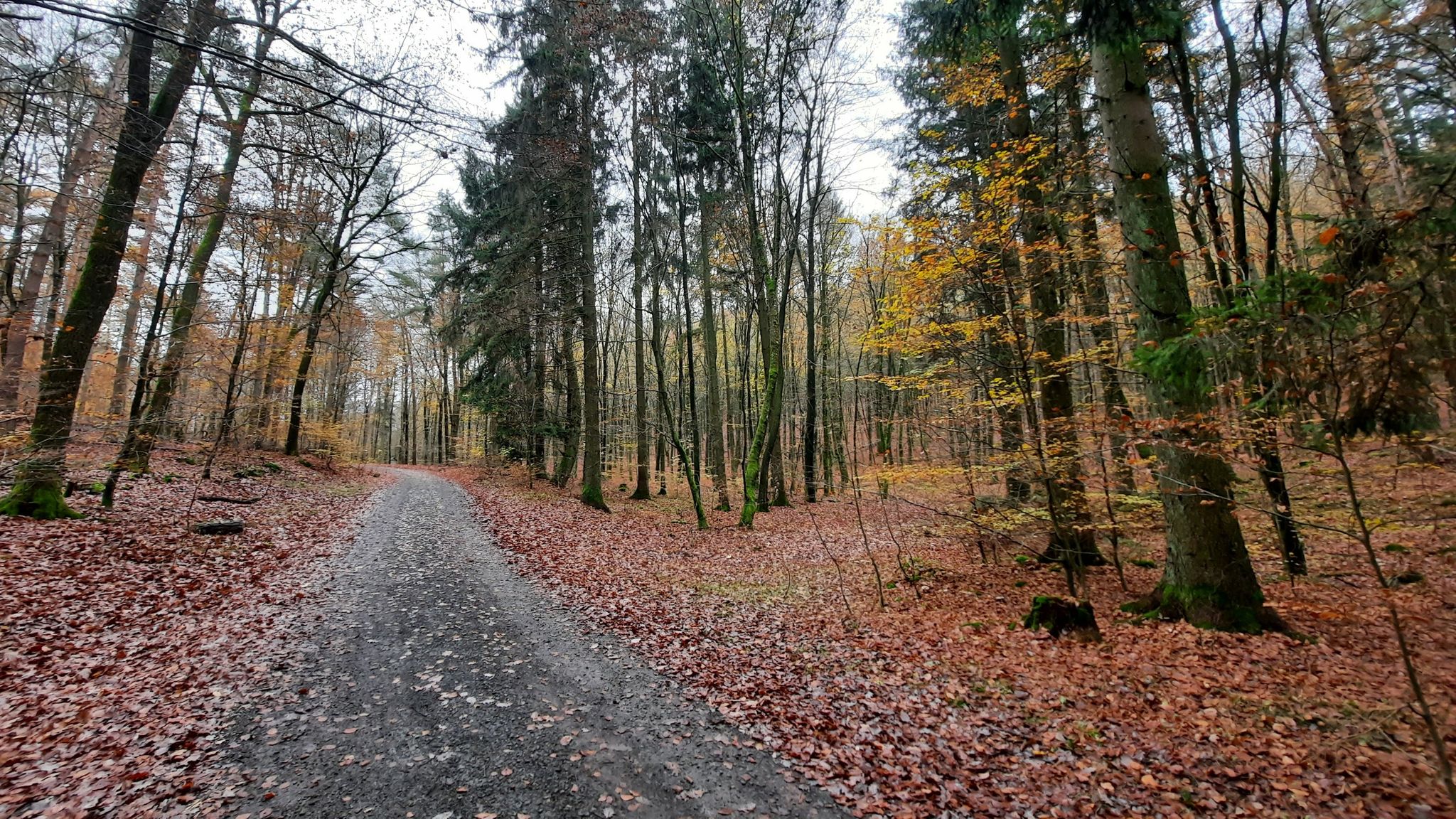 Herbstwald am Rothenberger Hang