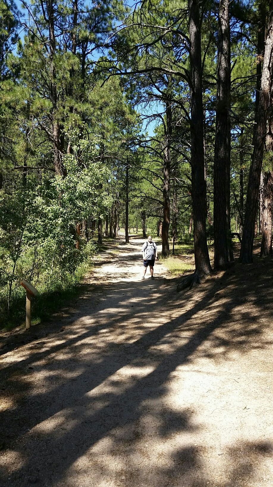 A person walks on a sunlit dirt path through a tall pine forest. - Fallen Timbers Trail