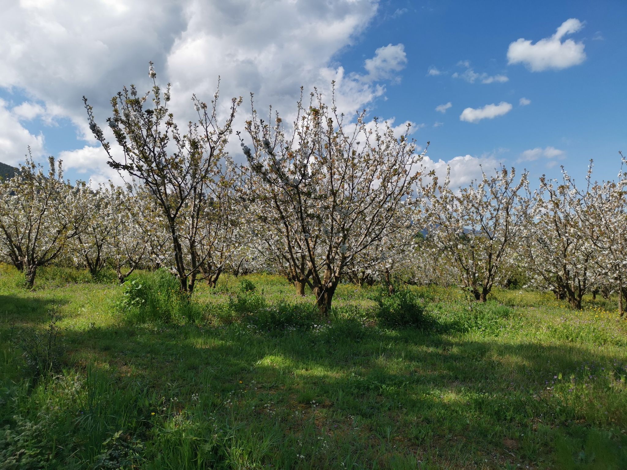 Cerejeiras em flor