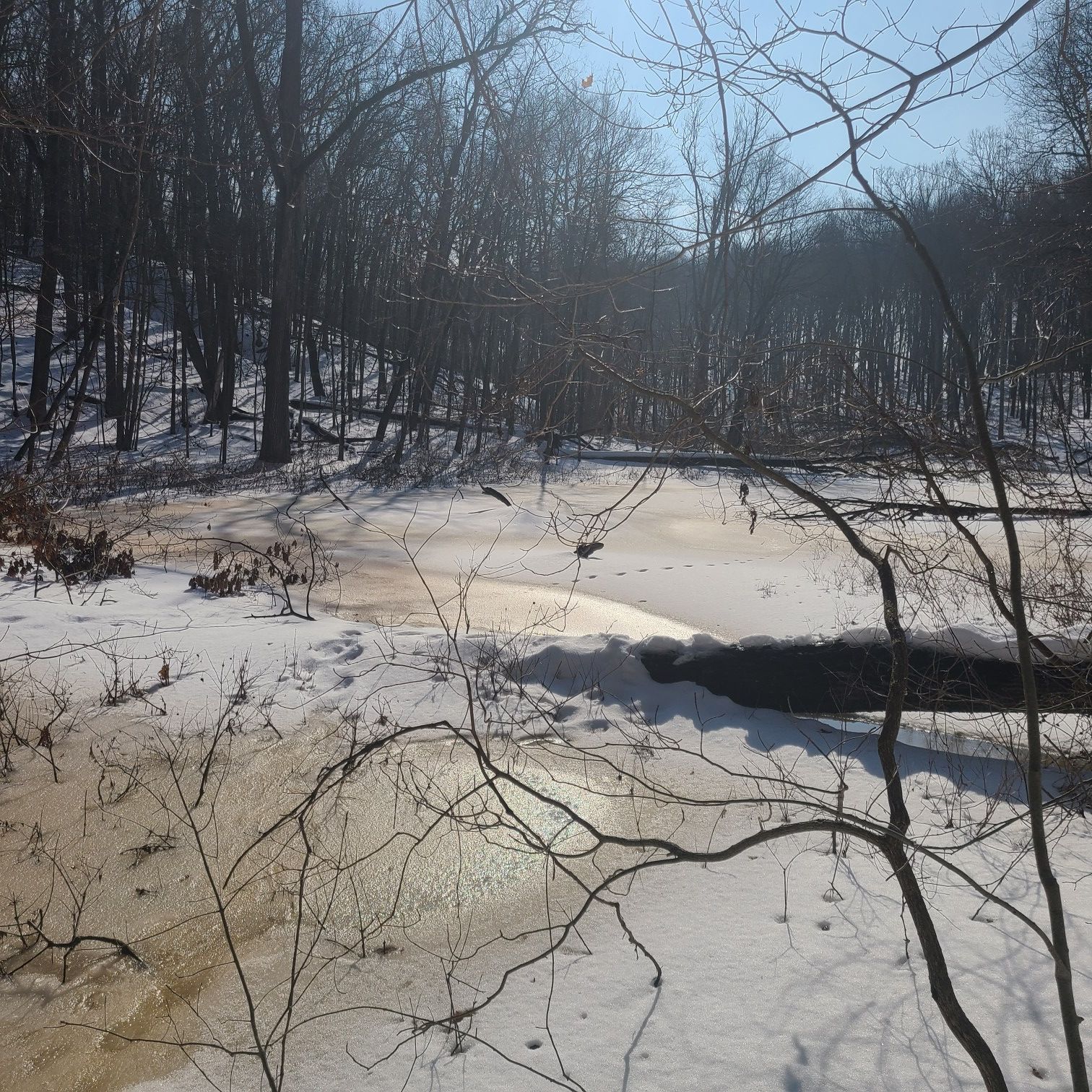 Partially frozen water and snow-covered ground with bare trees under a bright sky. - Arboretum Loop