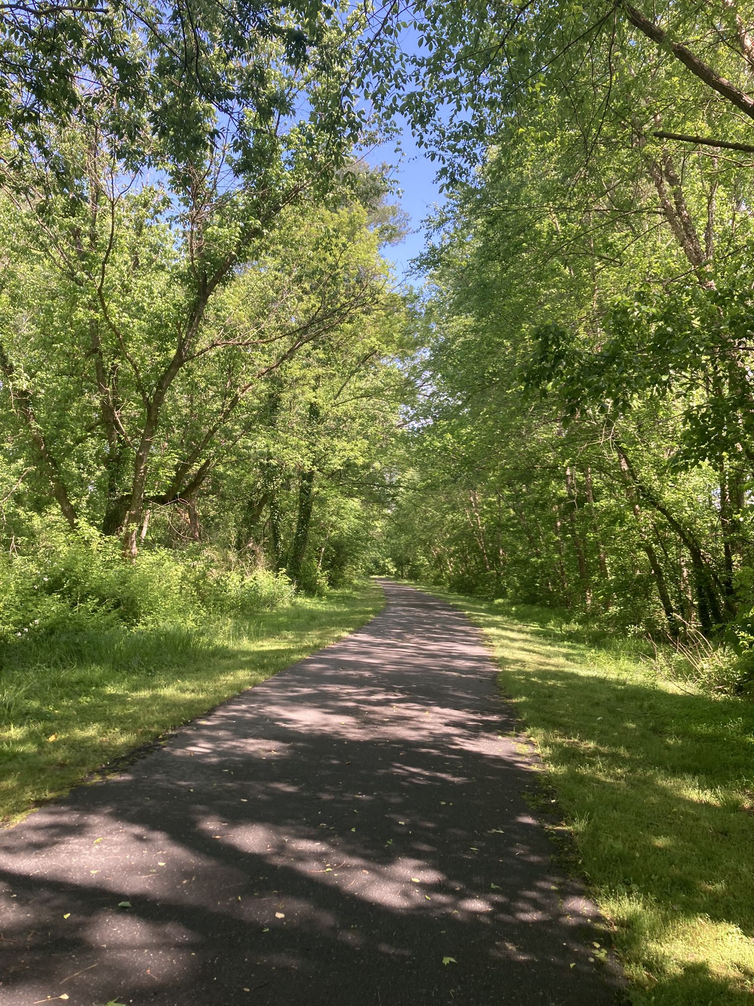 Paved path winding through a sunlit forest with green trees and grass. - Catawba River Greenway