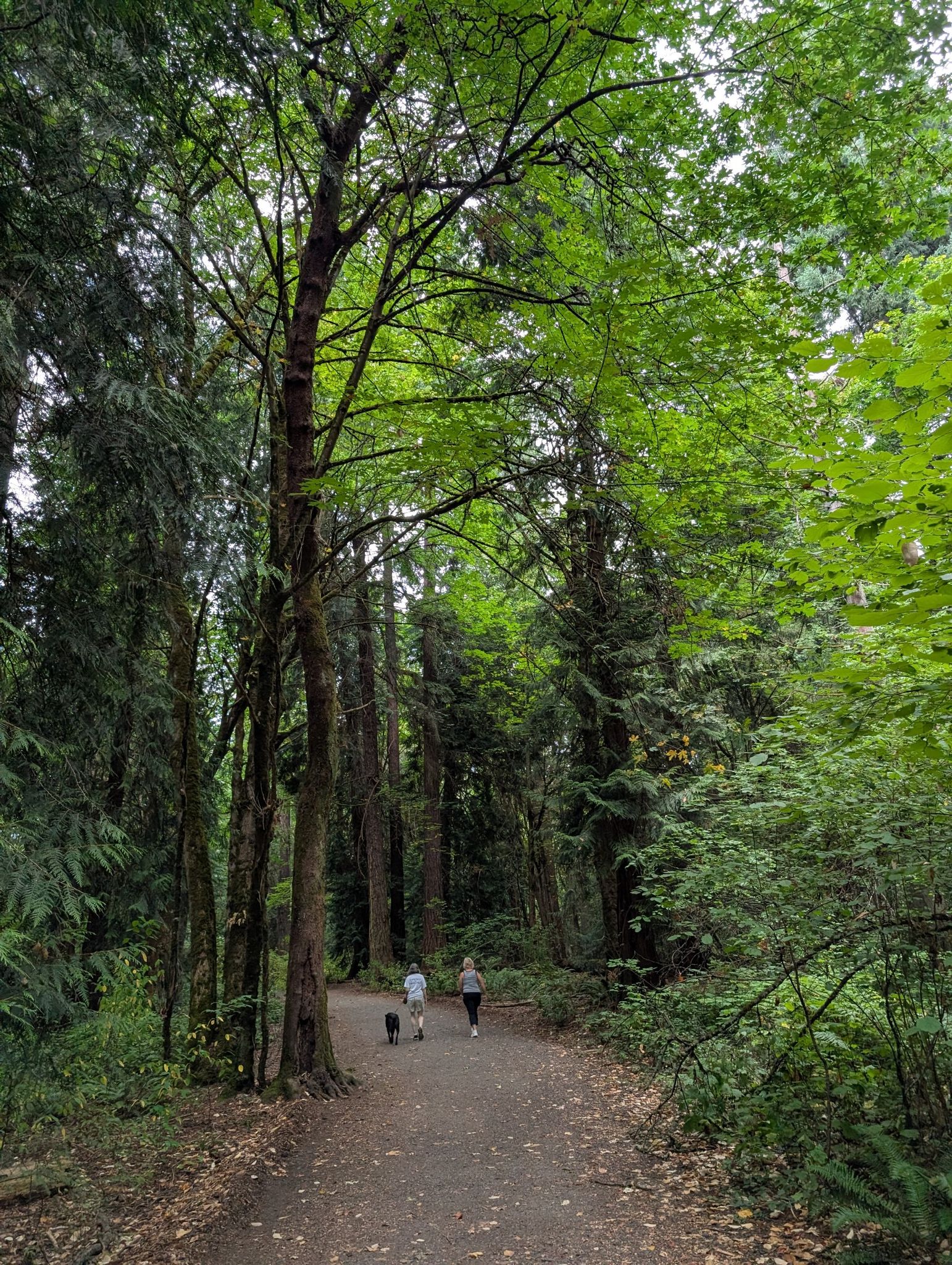 Two people and a dog walk on a shaded forest path under tall green trees. - Woodpecker Trail