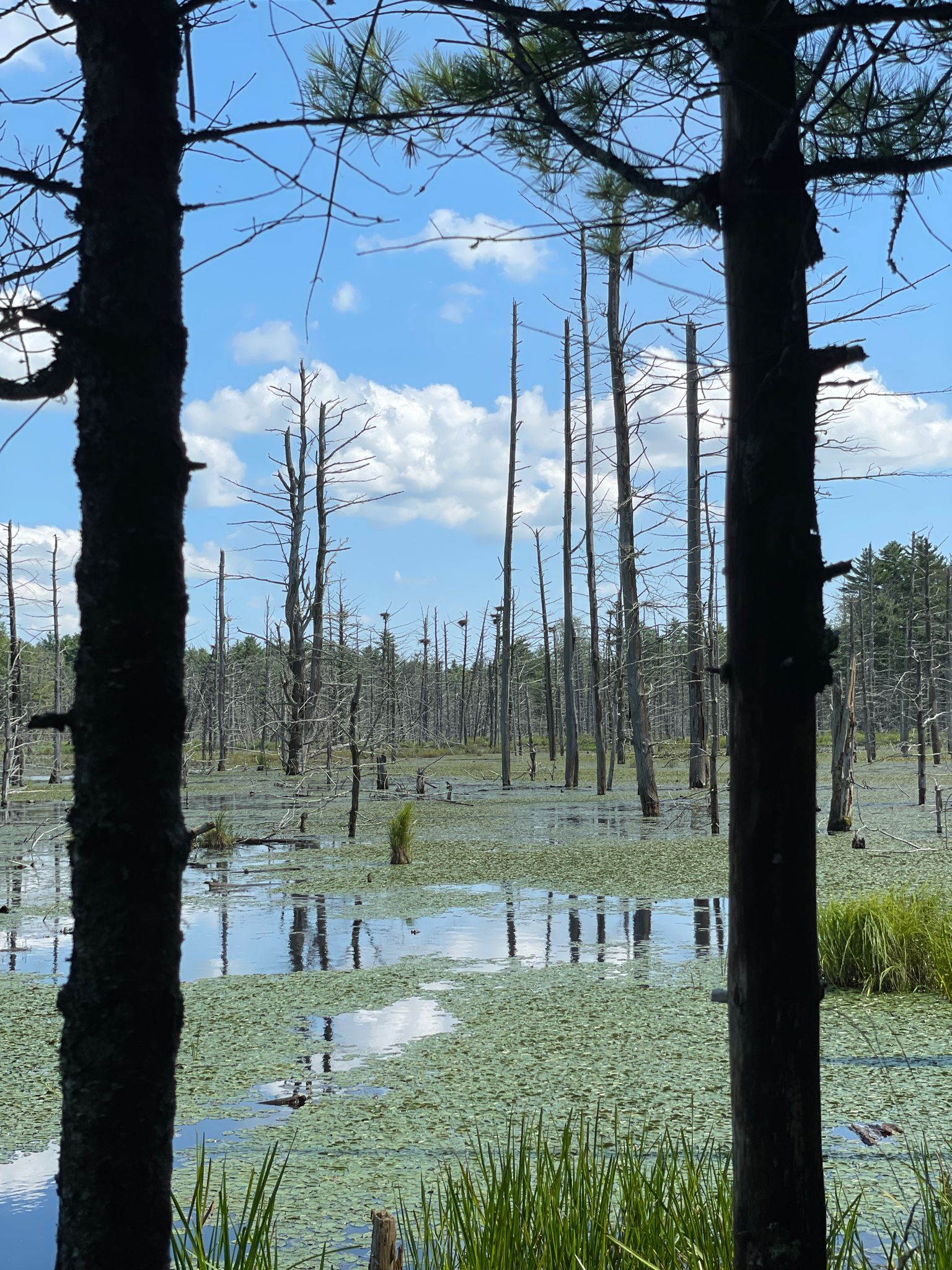 Wetland with bare trees and green water plants, framed by two dark tree trunks. - Thayer Brook Mill Trail, Ridge Runner Trail, and Outback Trail