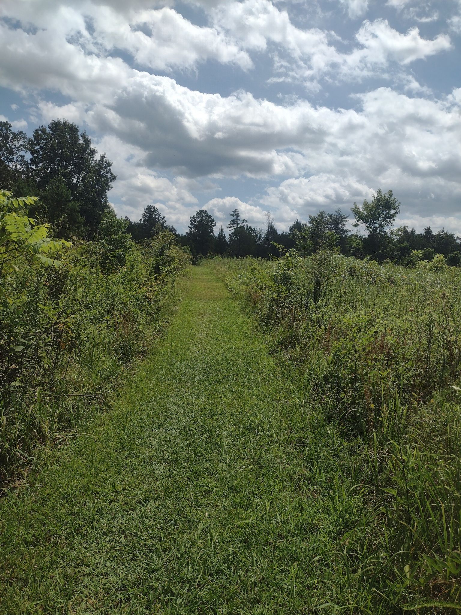 A grassy path through a sunny, overgrown field with distant trees. - Mountains-to-Sea Trail: Falls Lake