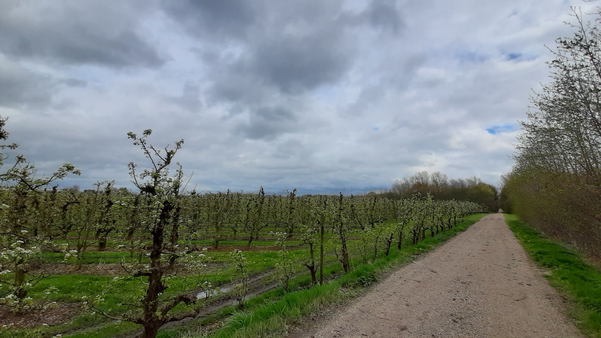 fruitbomen alom...