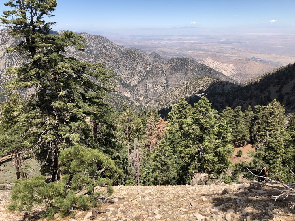 Panoramic view of forested mountains and a distant valley on a clear day. - Mount Baden-Powell from Dawson Saddle