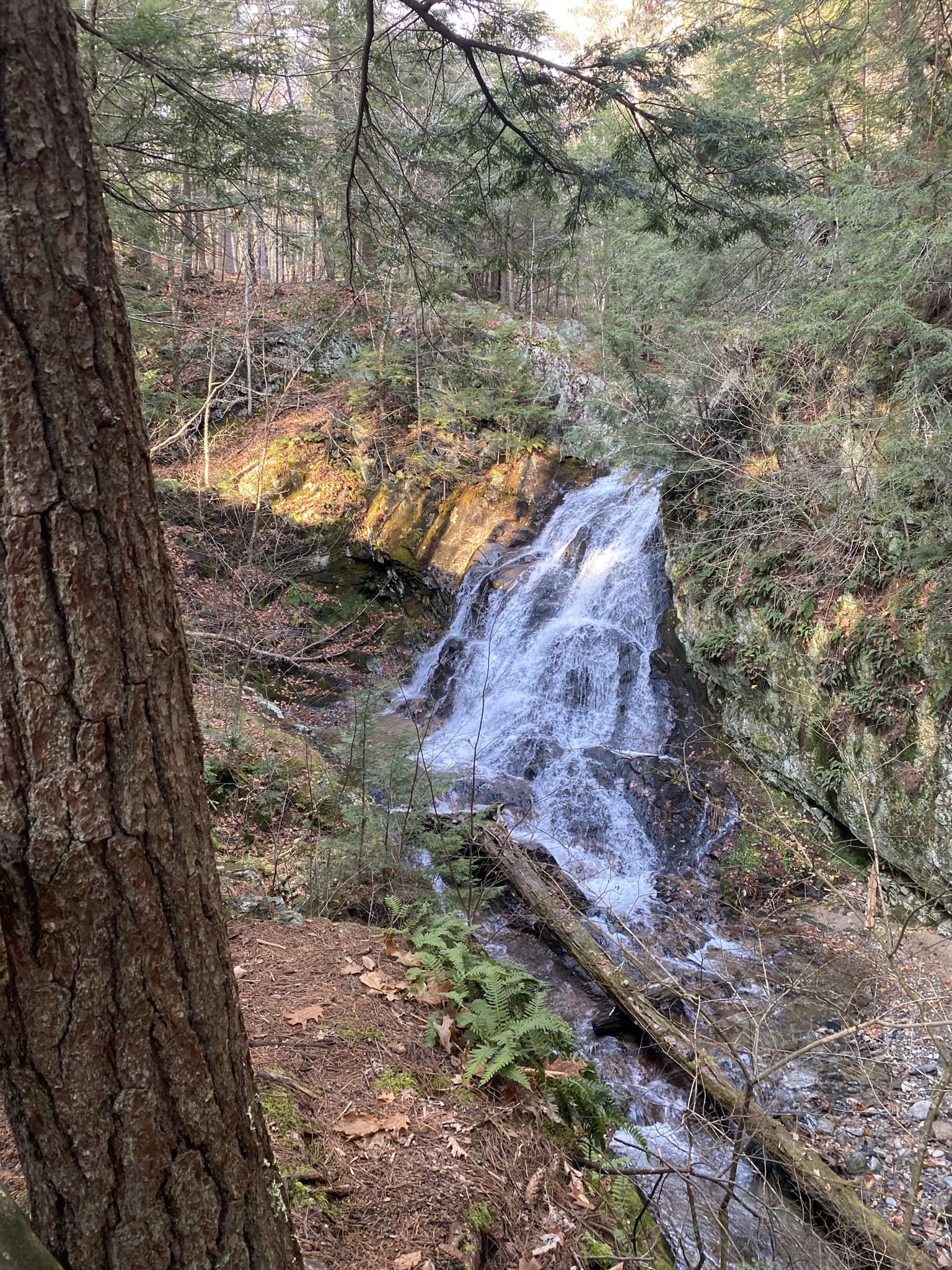 A multi-tiered waterfall cascades through a sunlit forest with rocks and fallen logs. - Waterfall – Brook Walk loop from Shannon Brook trailhead parking