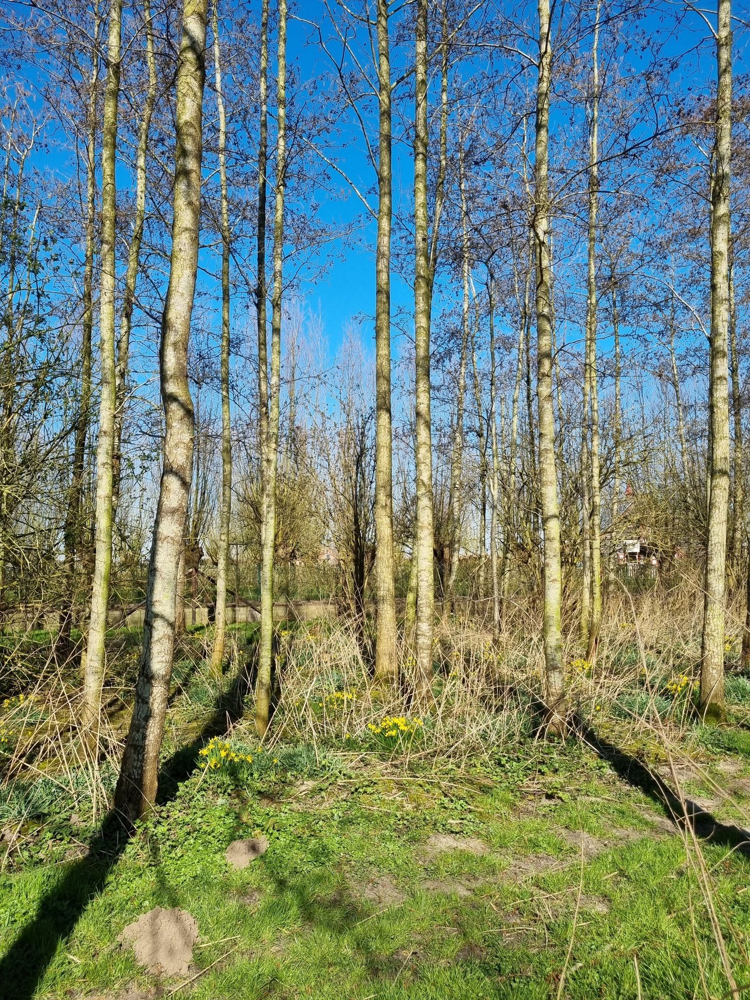 lente