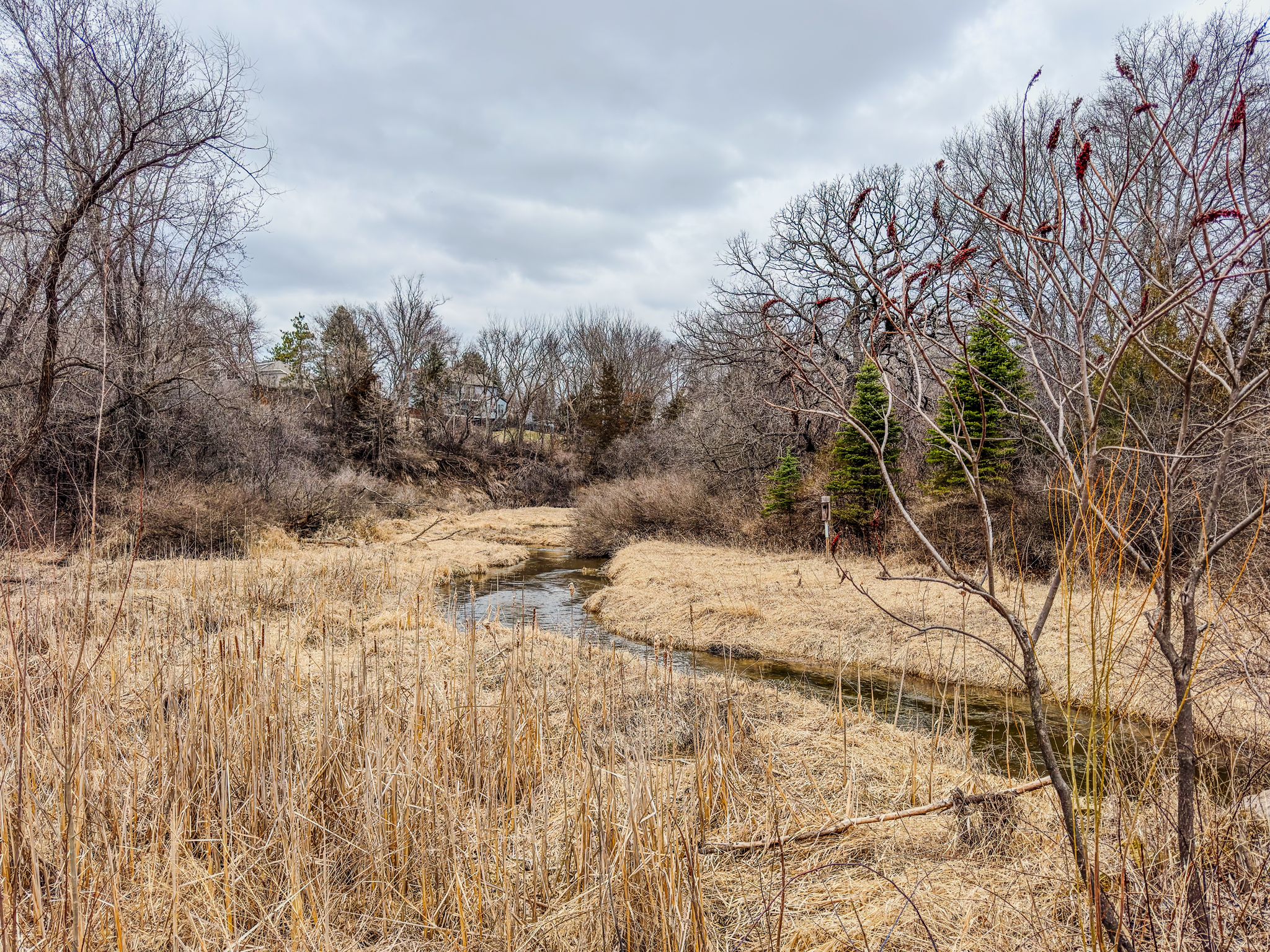 A stream winds through a marshy landscape with tall dry grass and bare trees. - Lower Purgatory Creek Hiking Trail