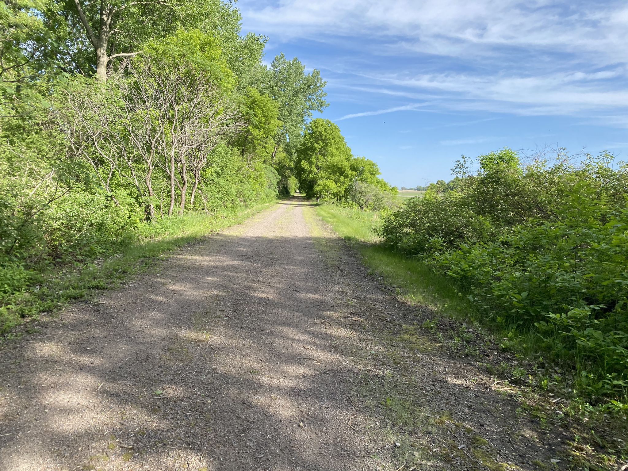 A gravel path winding through green trees under a bright blue sky. - Luce Line Brewing – Luce Line State Trail loop from Orono