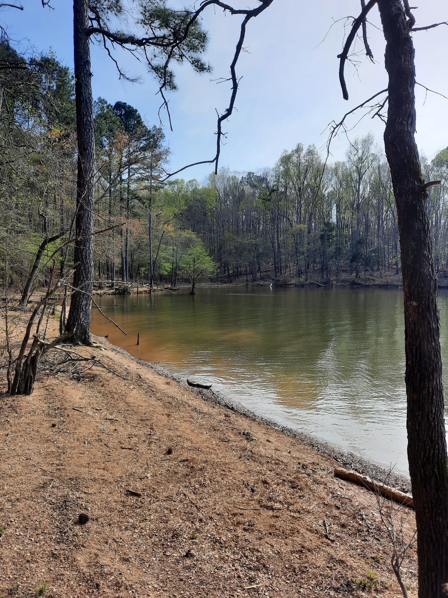 A calm lake with sandy banks and a dense forest in bright daylight. - New Hope Overlook Blue Trail