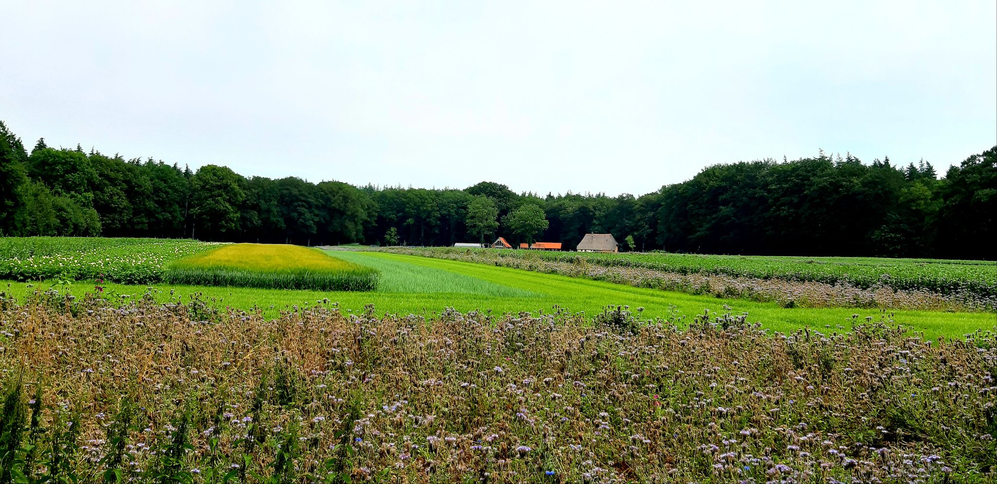 Bloemenveld